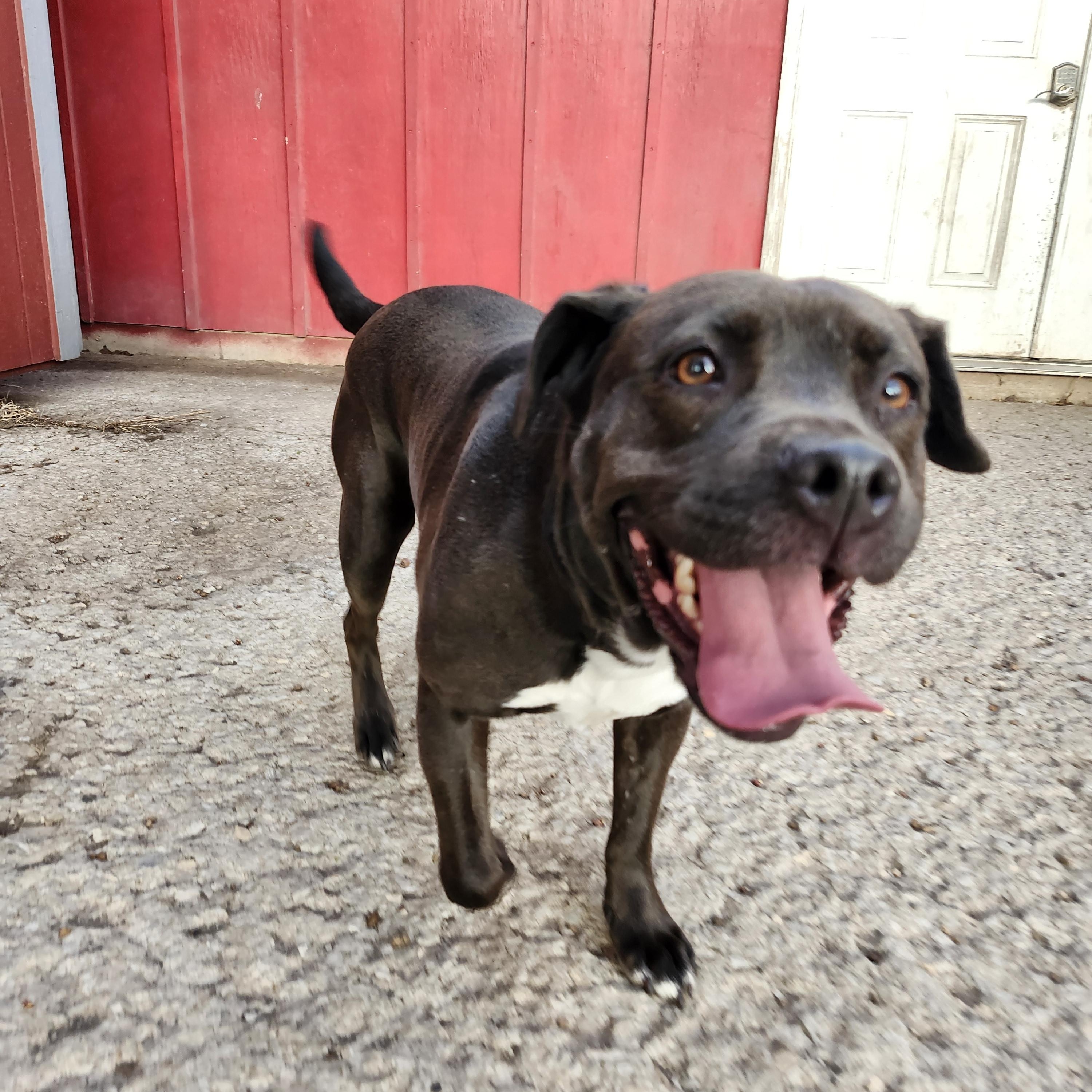 Fernanda, a Adoptable American Staffordshire Terrier in Marshall, MO image 1/6
