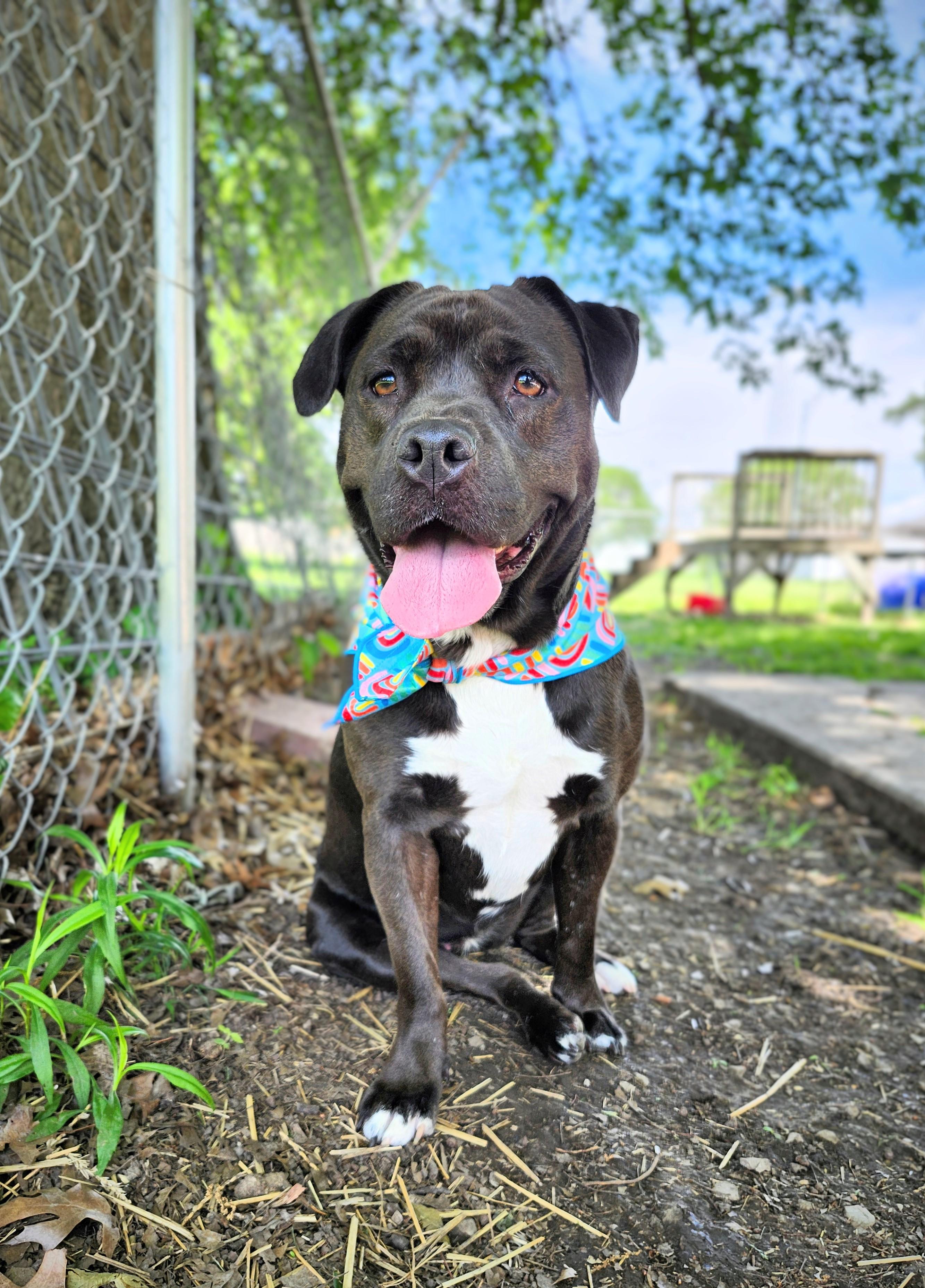 Fernanda, a Adoptable American Staffordshire Terrier in Marshall, MO image 3/6