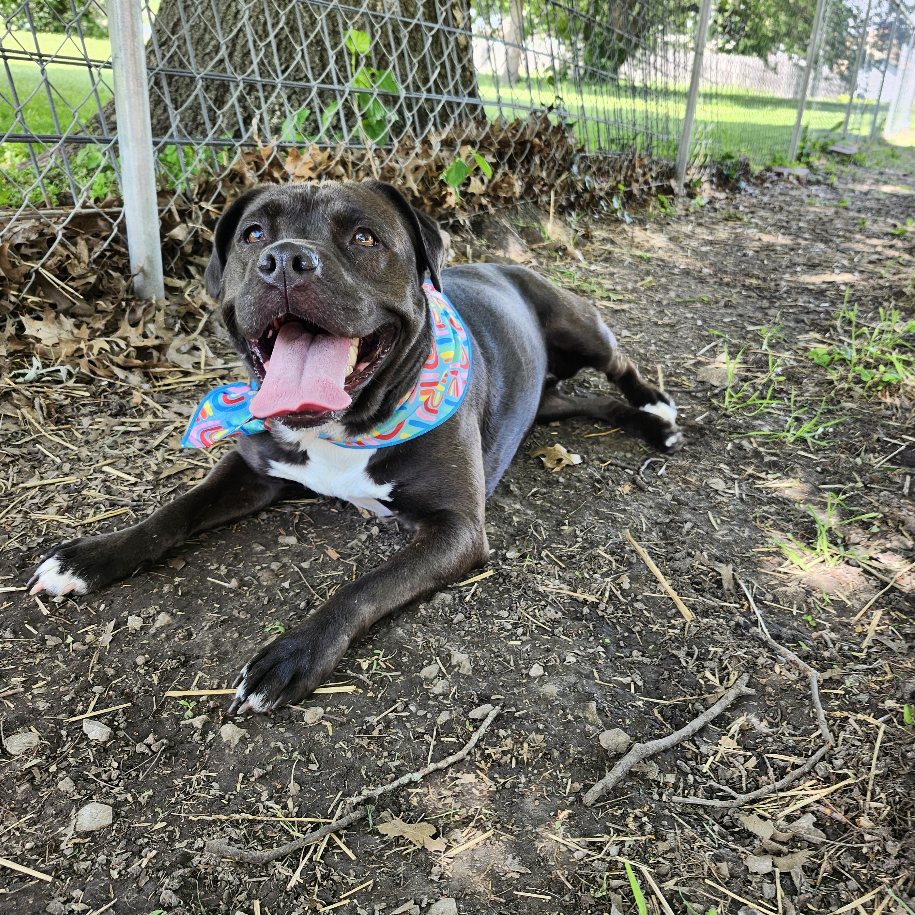 Fernanda, a Adoptable American Staffordshire Terrier in Marshall, MO image 6/6