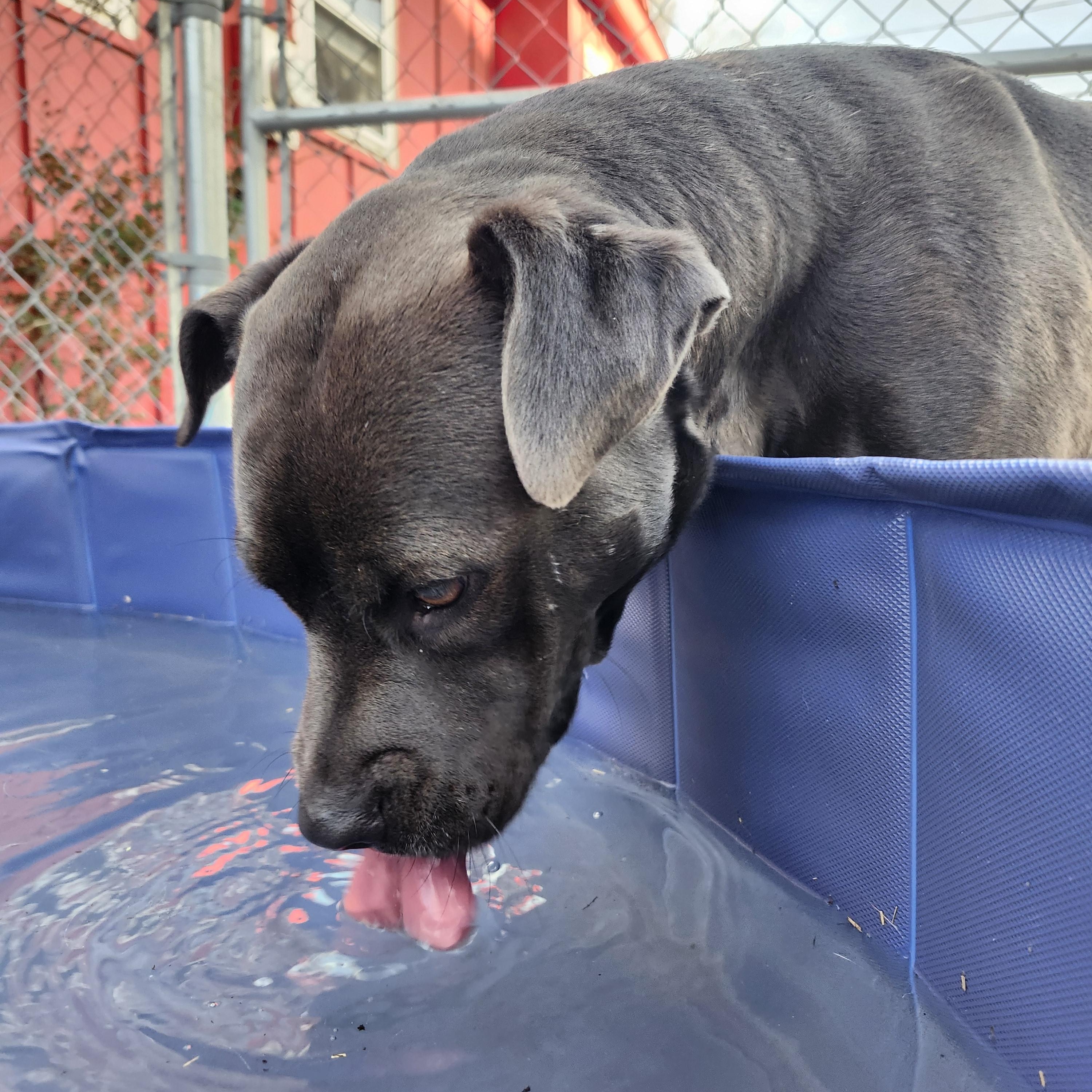Fernanda, a Adoptable American Staffordshire Terrier in Marshall, MO image 2/6