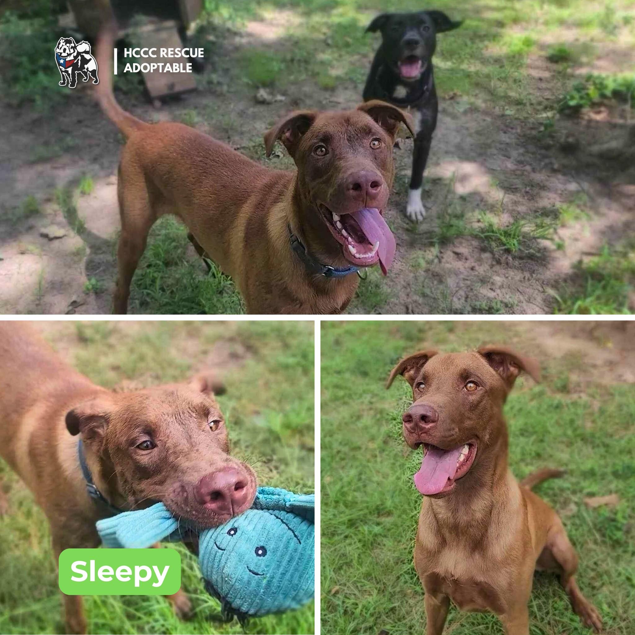 Enlarge Sleepy, a Adoptable Doberman Pinscher in Houston, TX image 3/5