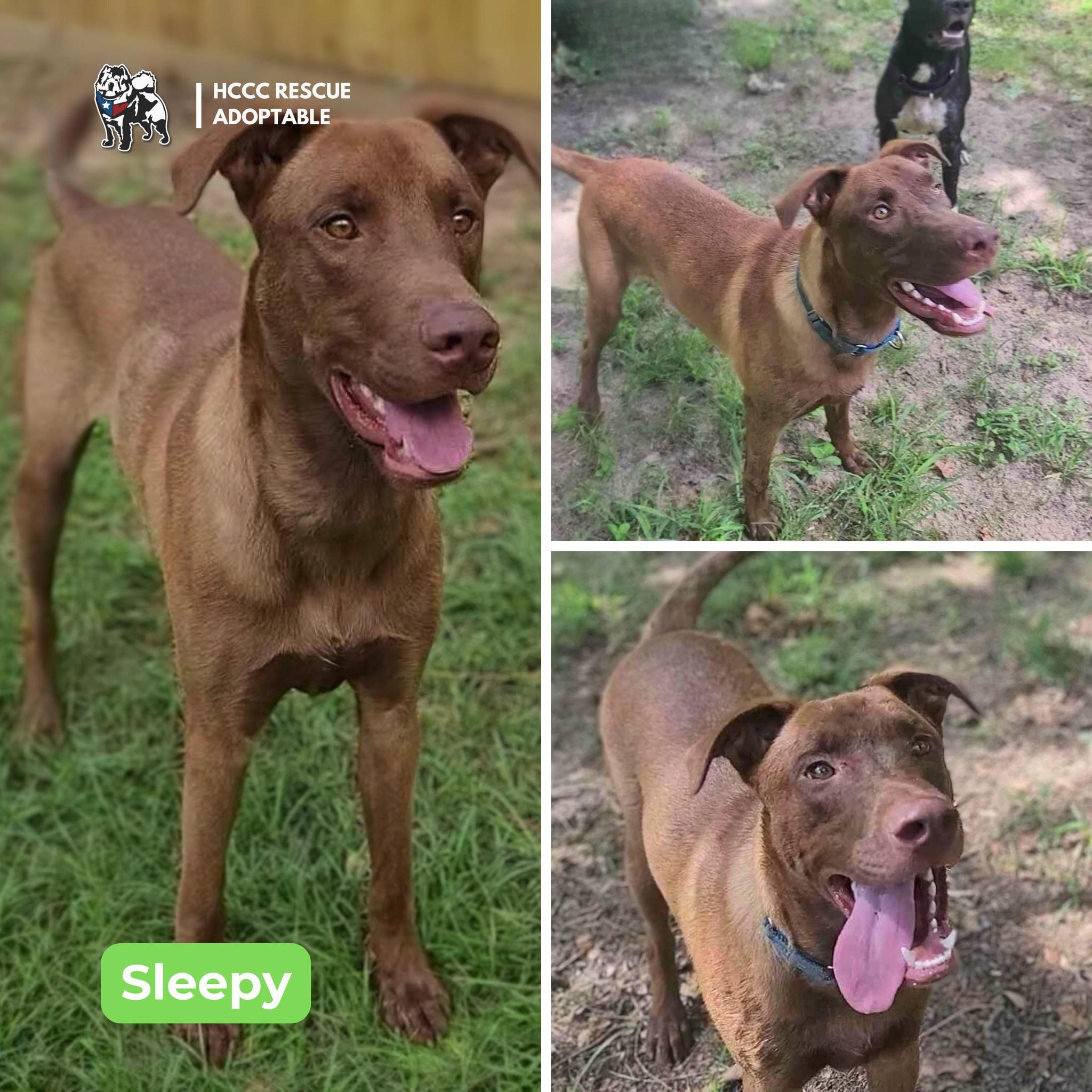 Enlarge Sleepy, a Adoptable Doberman Pinscher in Houston, TX image 4/5