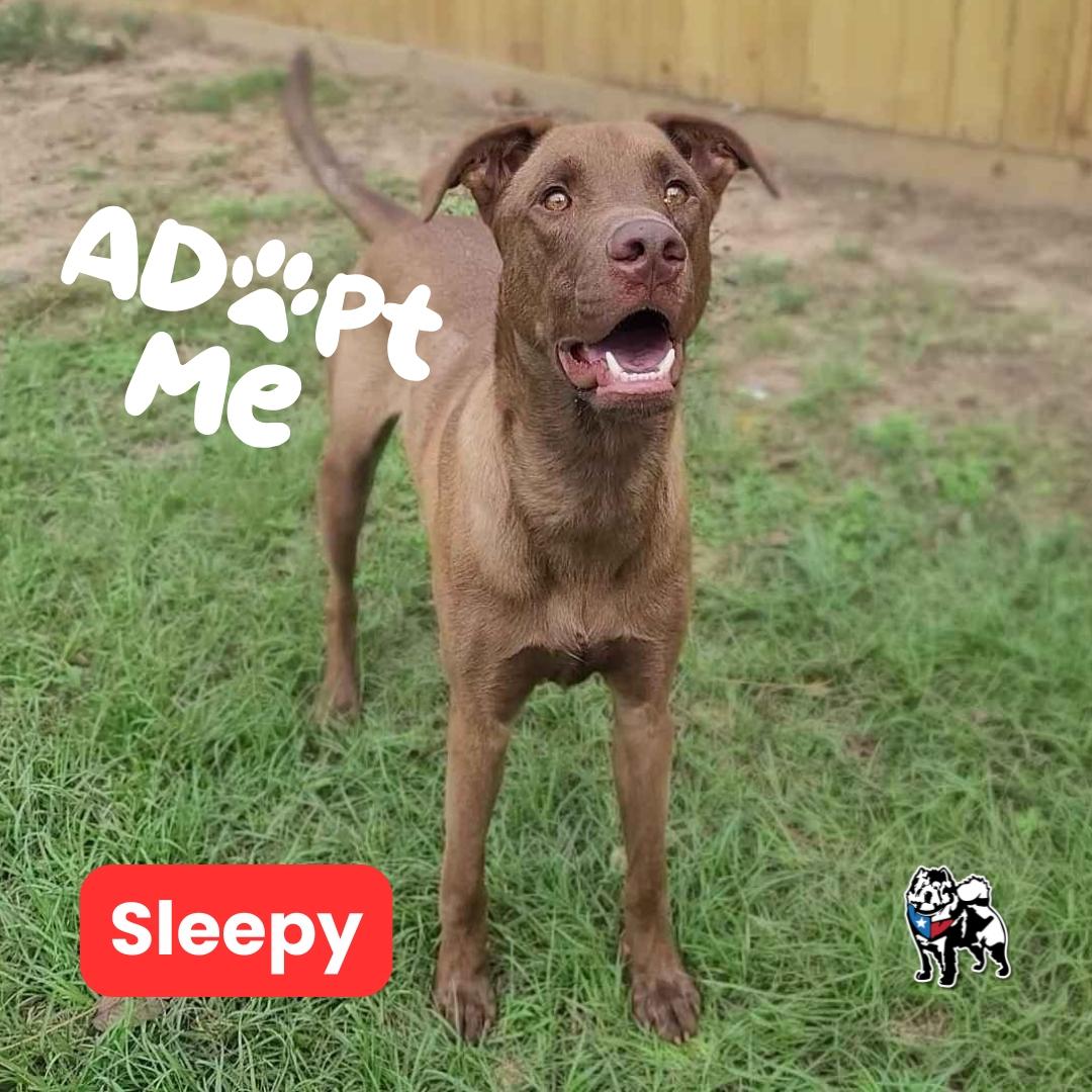 Sleepy, Adoptable, Adult Male Doberman Pinscher.