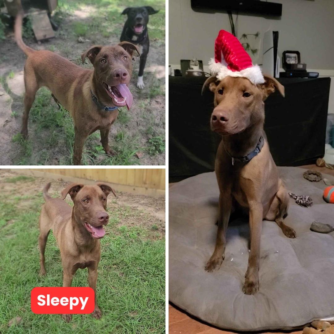 Enlarge Sleepy, a Adoptable Doberman Pinscher in Houston, TX image 5/5