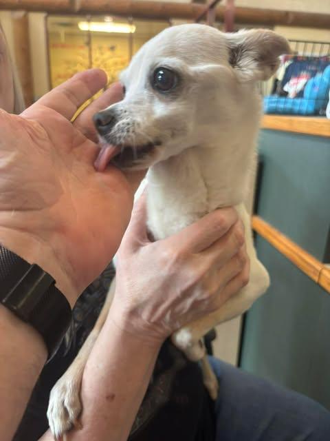 Enlarge Lily, a ADOPTABLE Chihuahua in Independence, MO image 3/6