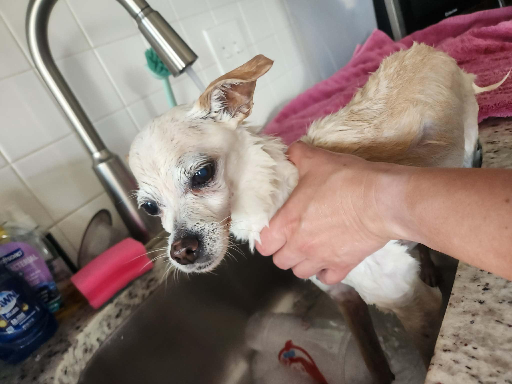 Enlarge Lily, a ADOPTABLE Chihuahua in Independence, MO image 4/6