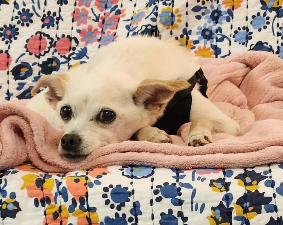 Enlarge Lily, a ADOPTABLE Chihuahua in Independence, MO image 2/6