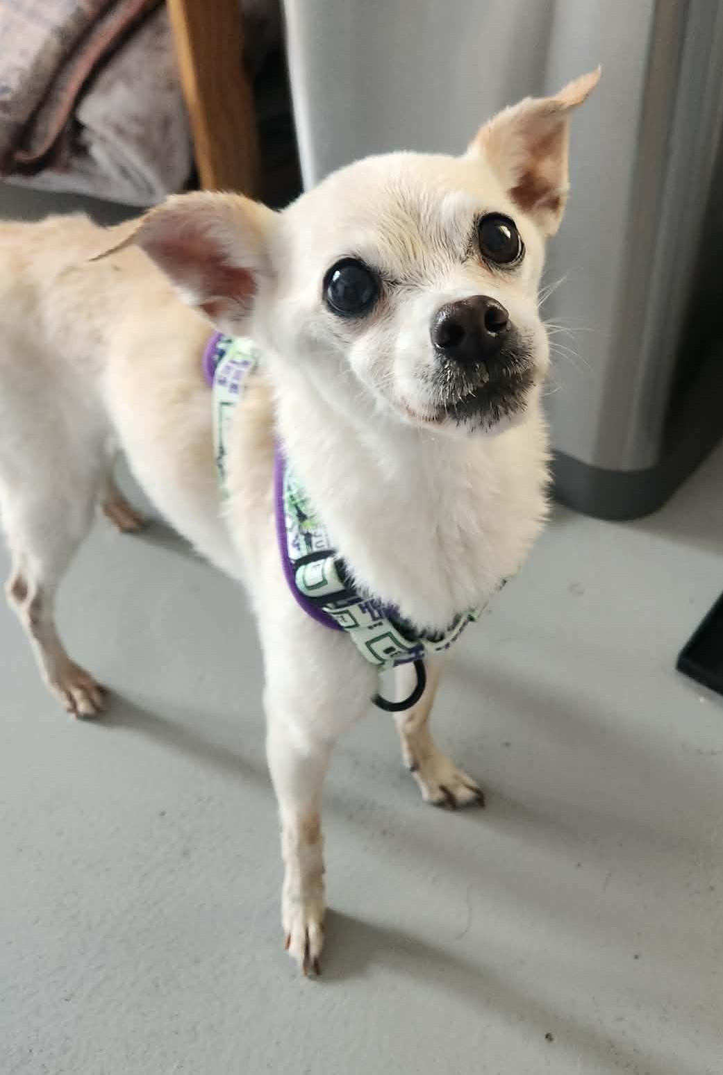 Enlarge Lily, a ADOPTABLE Chihuahua in Independence, MO image 5/6