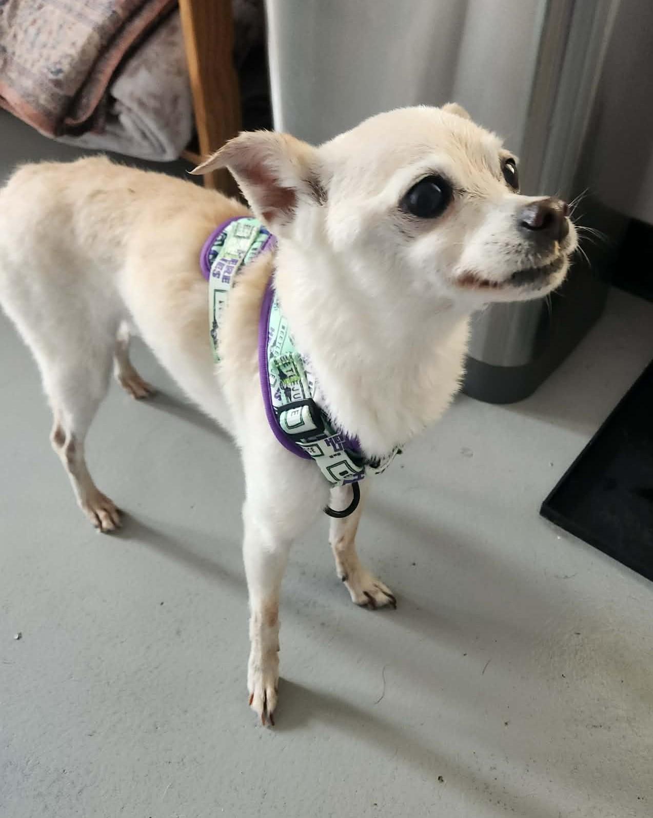 Lily, ADOPTABLE, Senior Female Chihuahua.