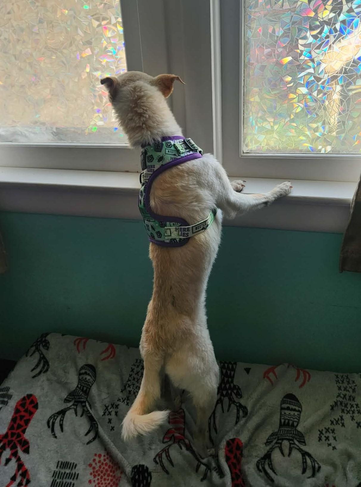 Enlarge Lily, a ADOPTABLE Chihuahua in Independence, MO image 6/6