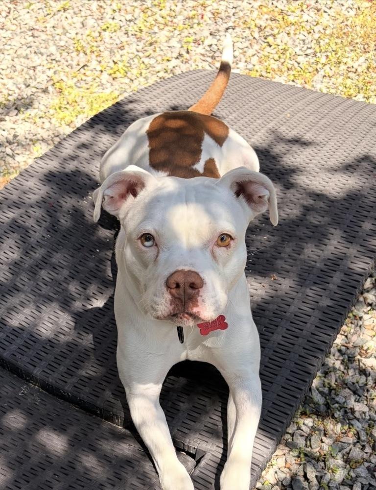 Enlarge Drip, a Adoptable mixed breed in Boston, MA image 2/6