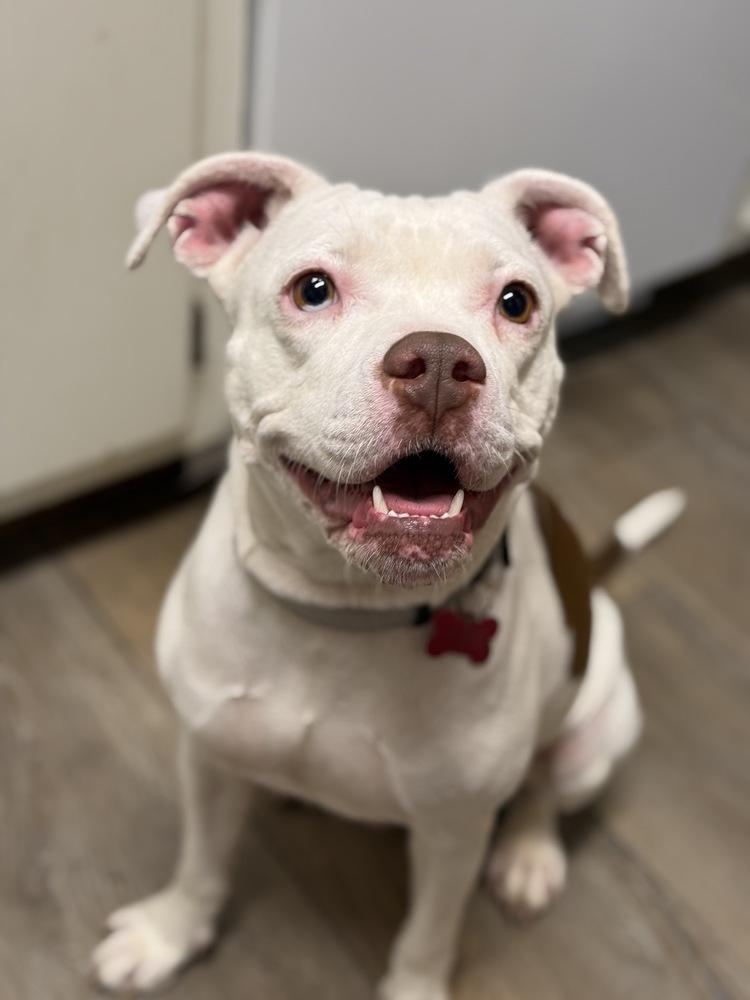 Drip, Adoptable, Adult Female Pit Bull Terrier.