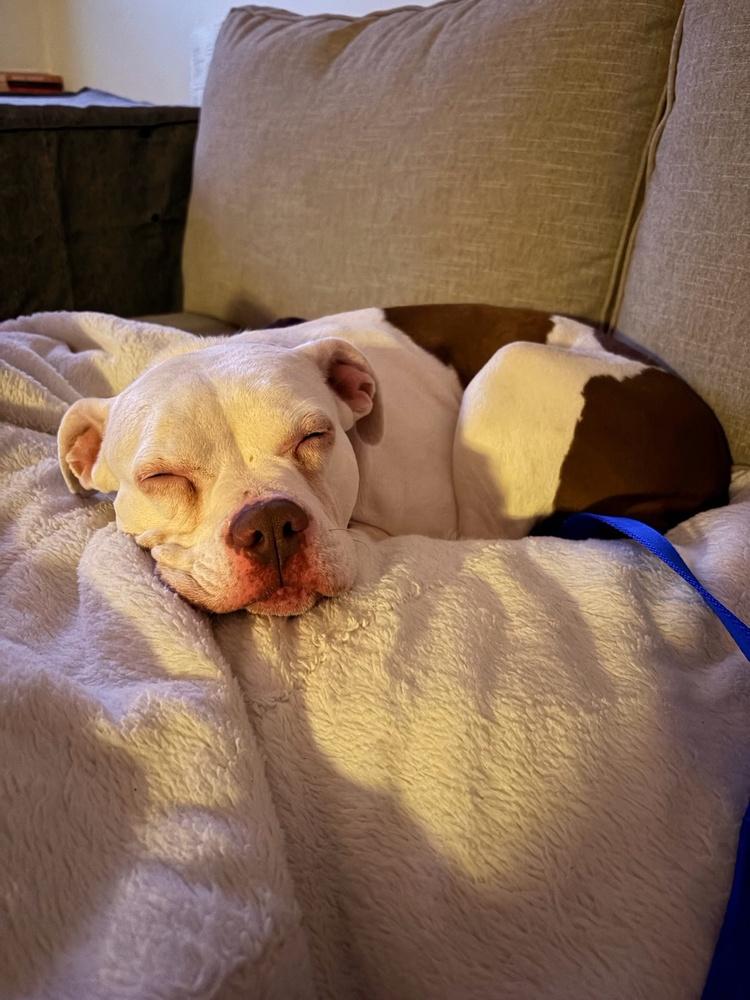 Enlarge Drip, a Adoptable mixed breed in Boston, MA image 2/6