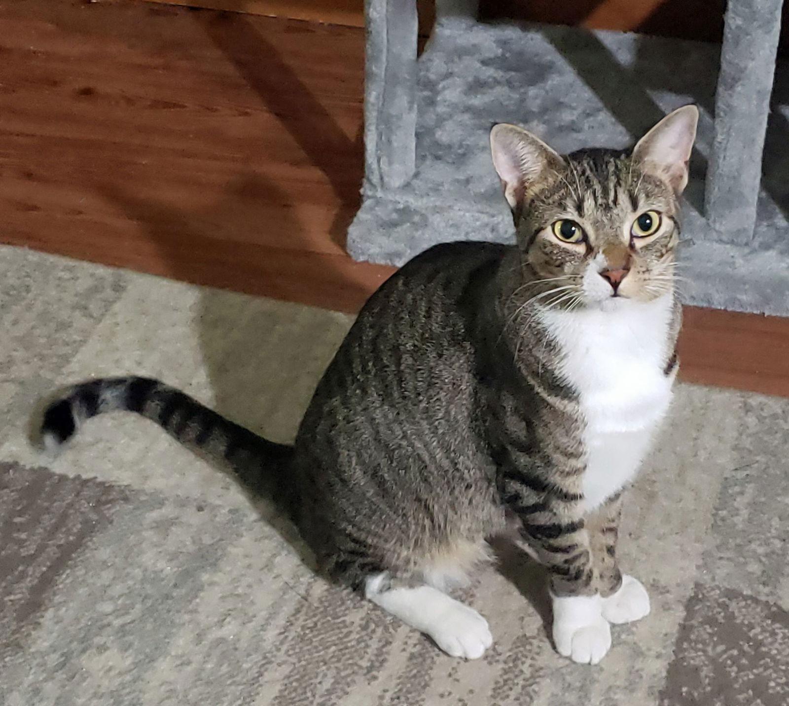 Jake, Adoptable, Young Male Domestic Short Hair.