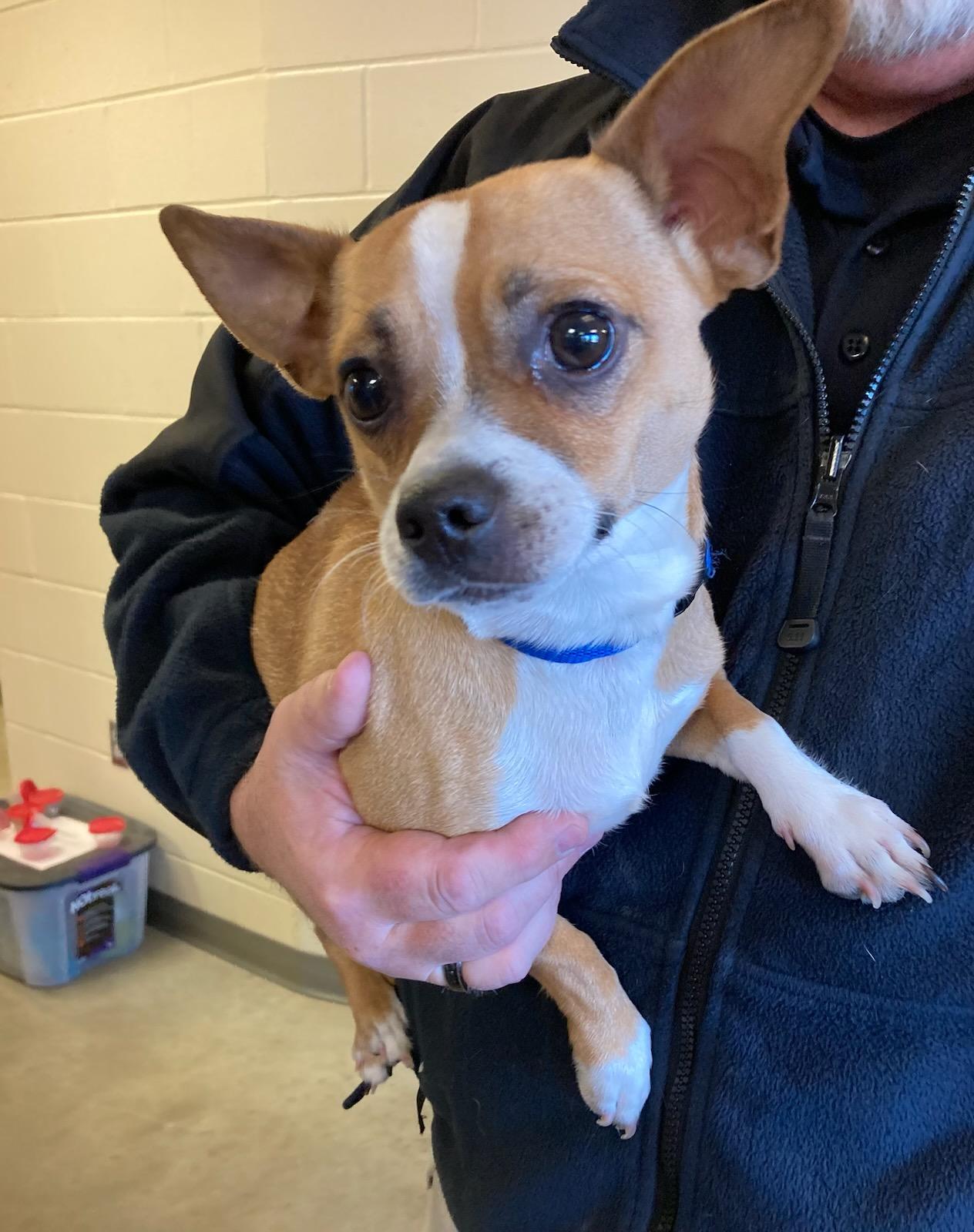 Enlarge Sonic, an adopted Chihuahua in Mason City, IA image 1/1