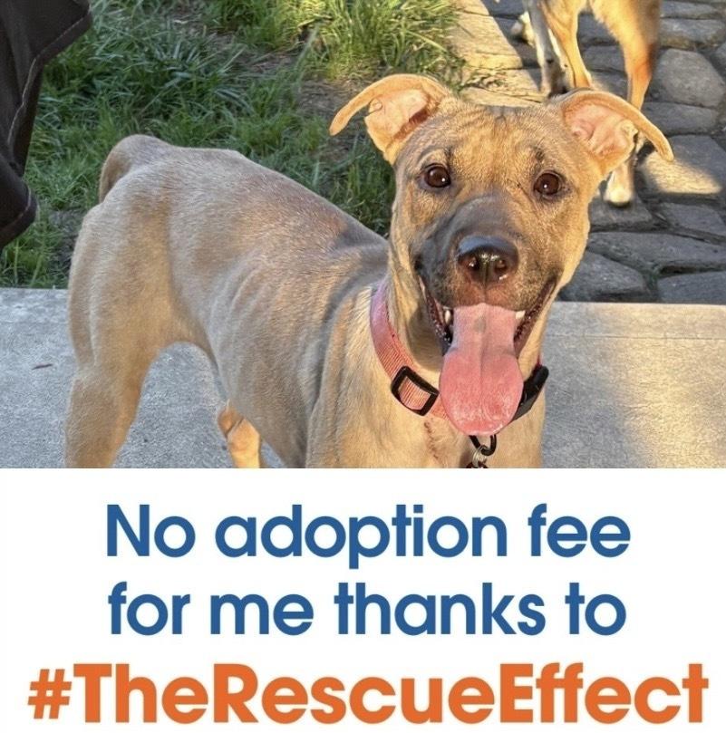 Snow, Adopted, Young Female Pit Bull Terrier & Mixed Breed.