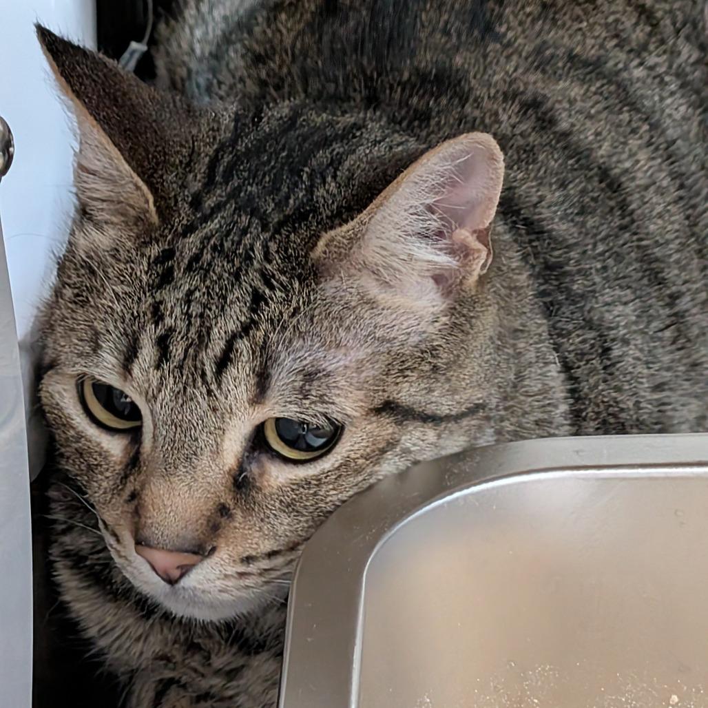 Arrow, Adoptable, Adult Female Domestic Short Hair.