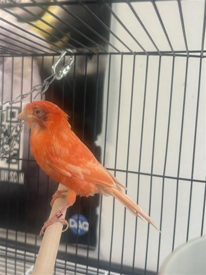 Guyana, Adoptable, Young Female Canary.