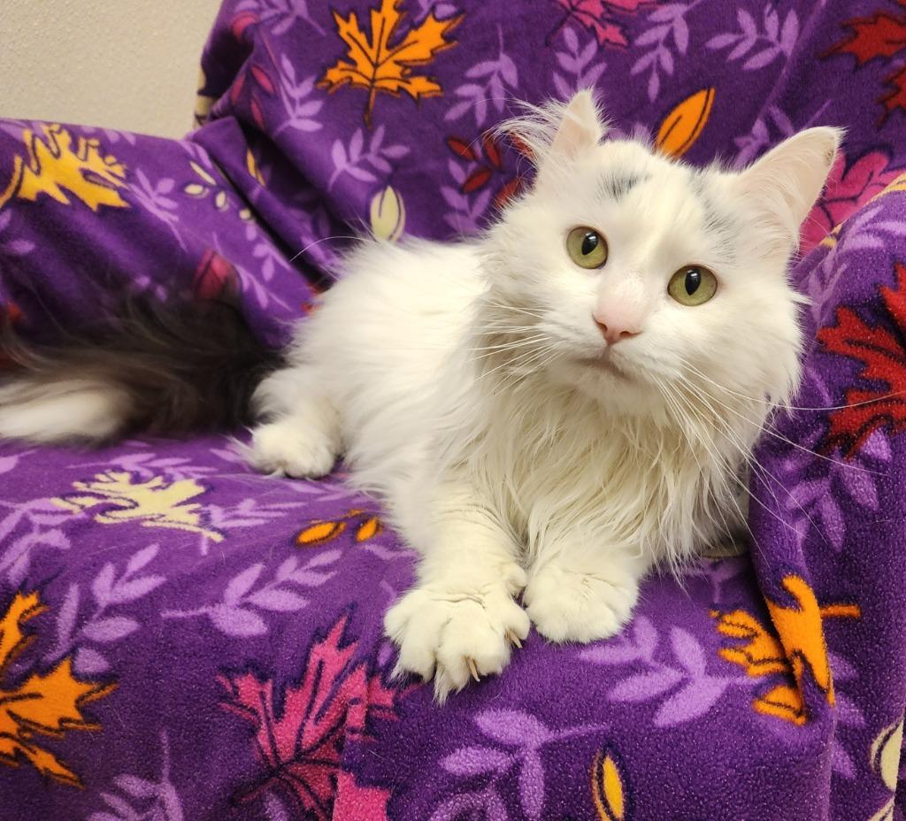 Beatrice, Adoptable, Adult Female Domestic Long Hair.