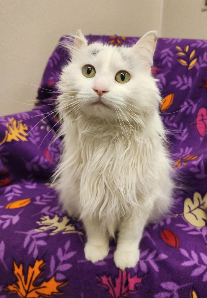 Enlarge Beatrice, a Adoptable mixed breed in Superior, WI image 2/2