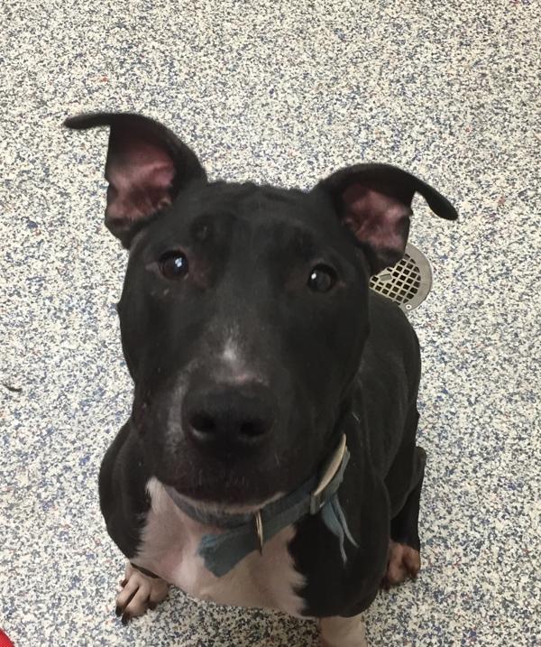 Midnight, Adoptable, Senior Male Bull Terrier.