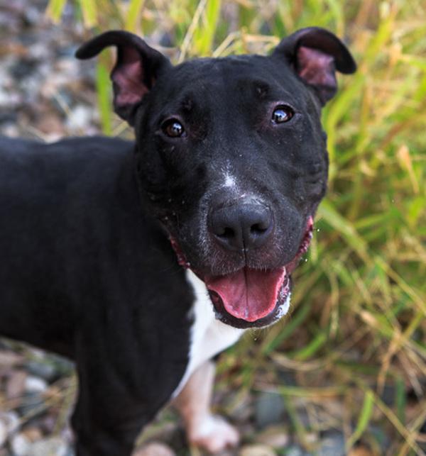 Enlarge Midnight, a Adoptable mixed breed in Golden, CO image 2/2