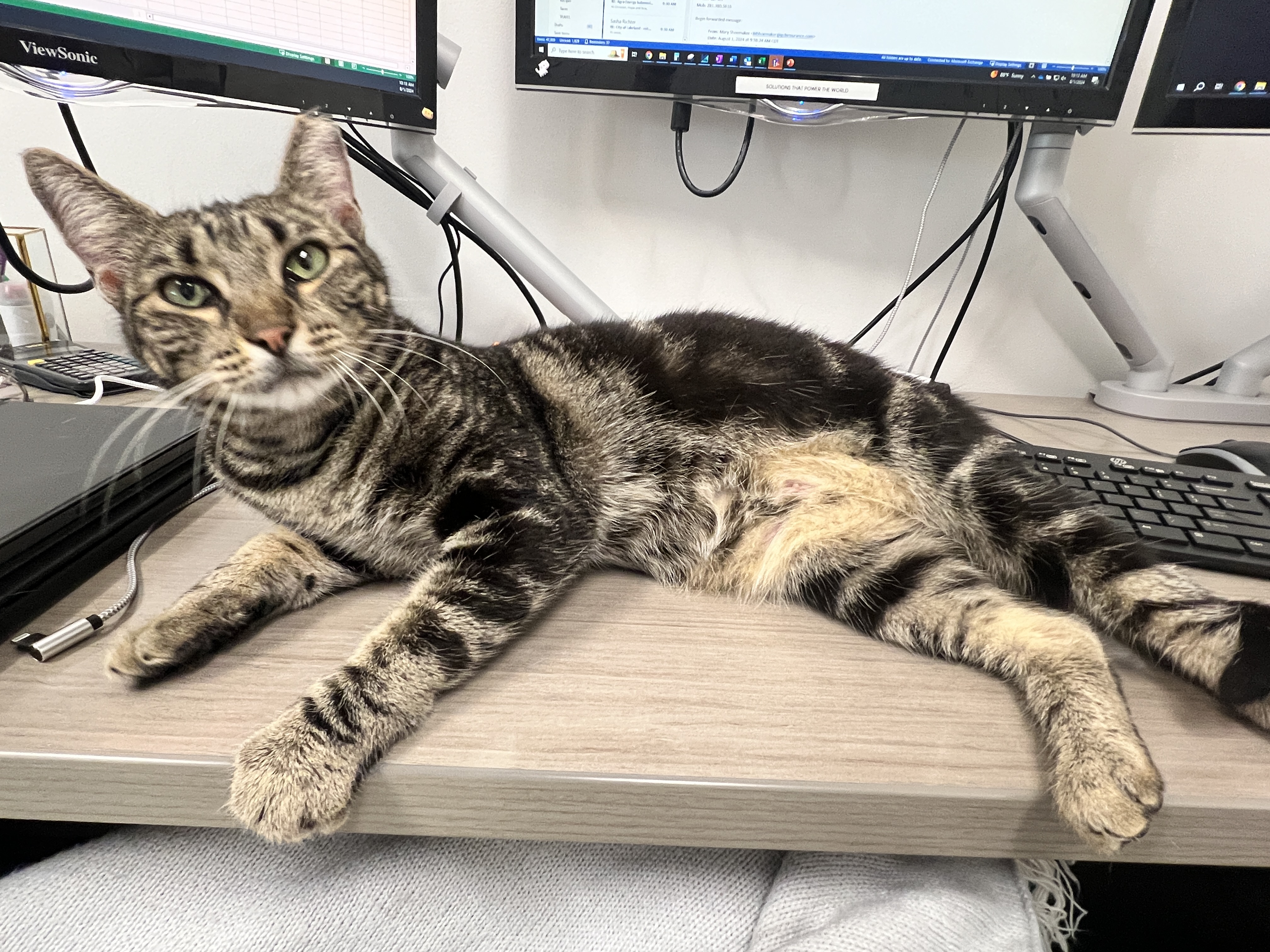 Enlarge Flynn, a Adopted Domestic Short Hair in Houston, TX image 2/6