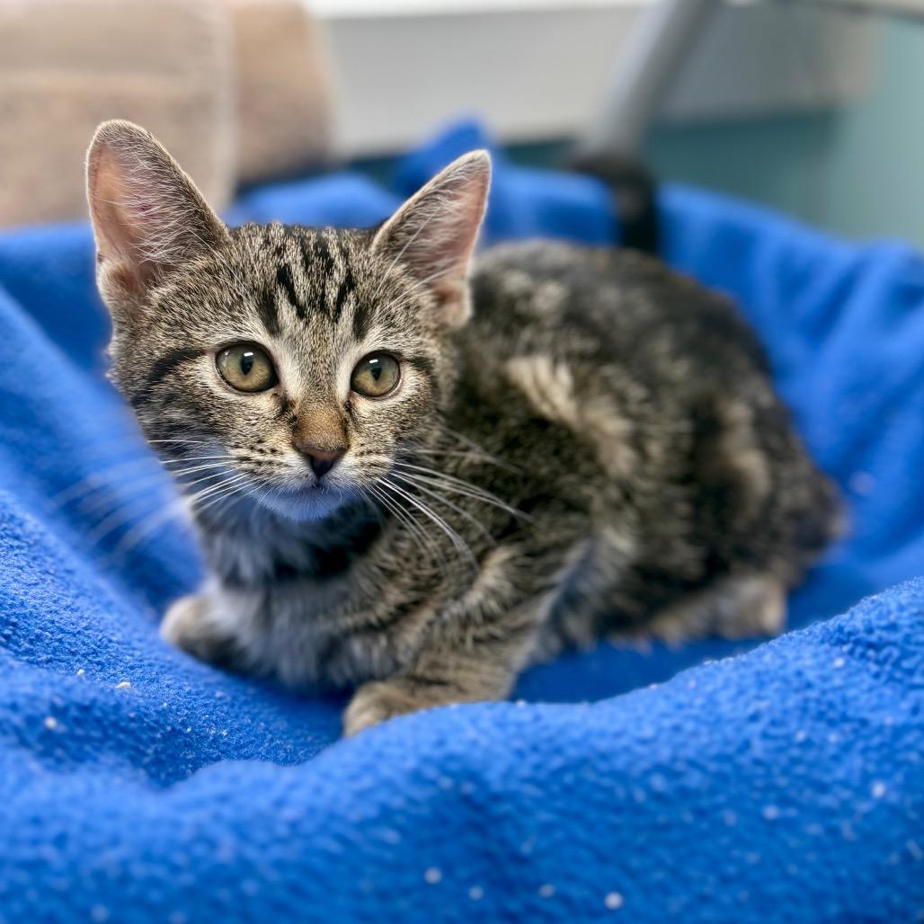 Ravioli, Adoptable, Kitten Male Domestic Short Hair.