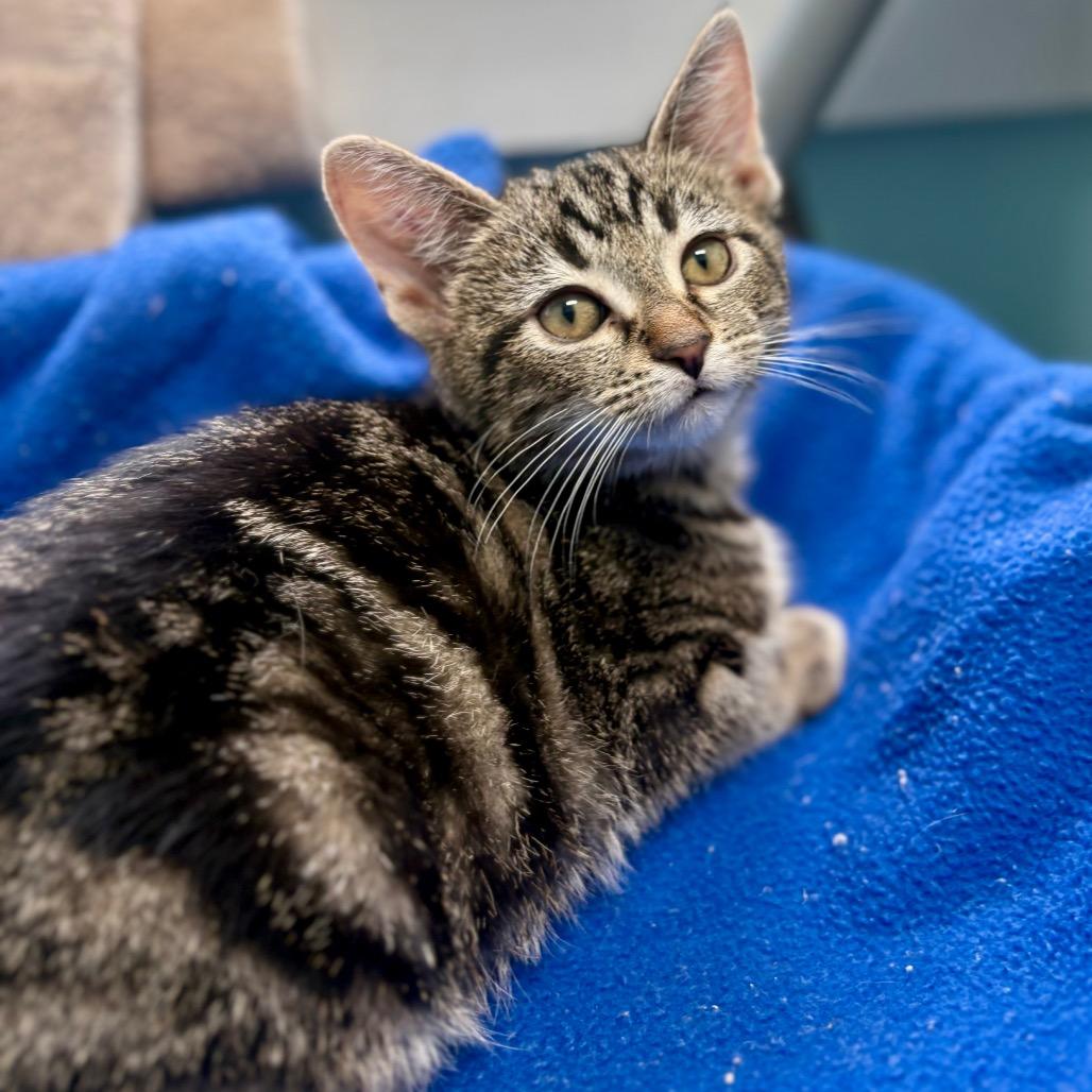 Enlarge Ravioli, a Adoptable Domestic Short Hair in New Fairfield, CT image 2/3