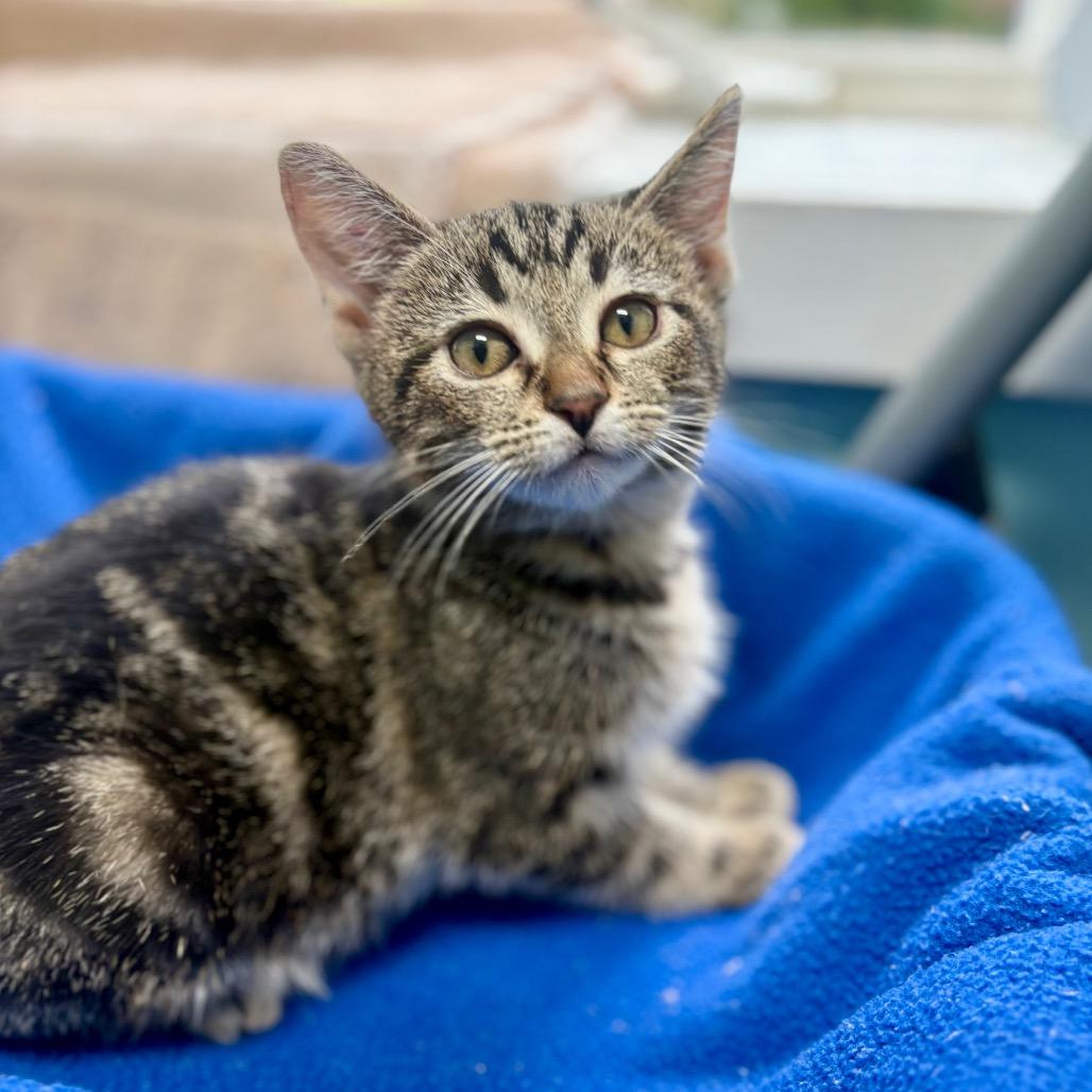 Enlarge Ravioli, a Adoptable Domestic Short Hair in New Fairfield, CT image 3/3