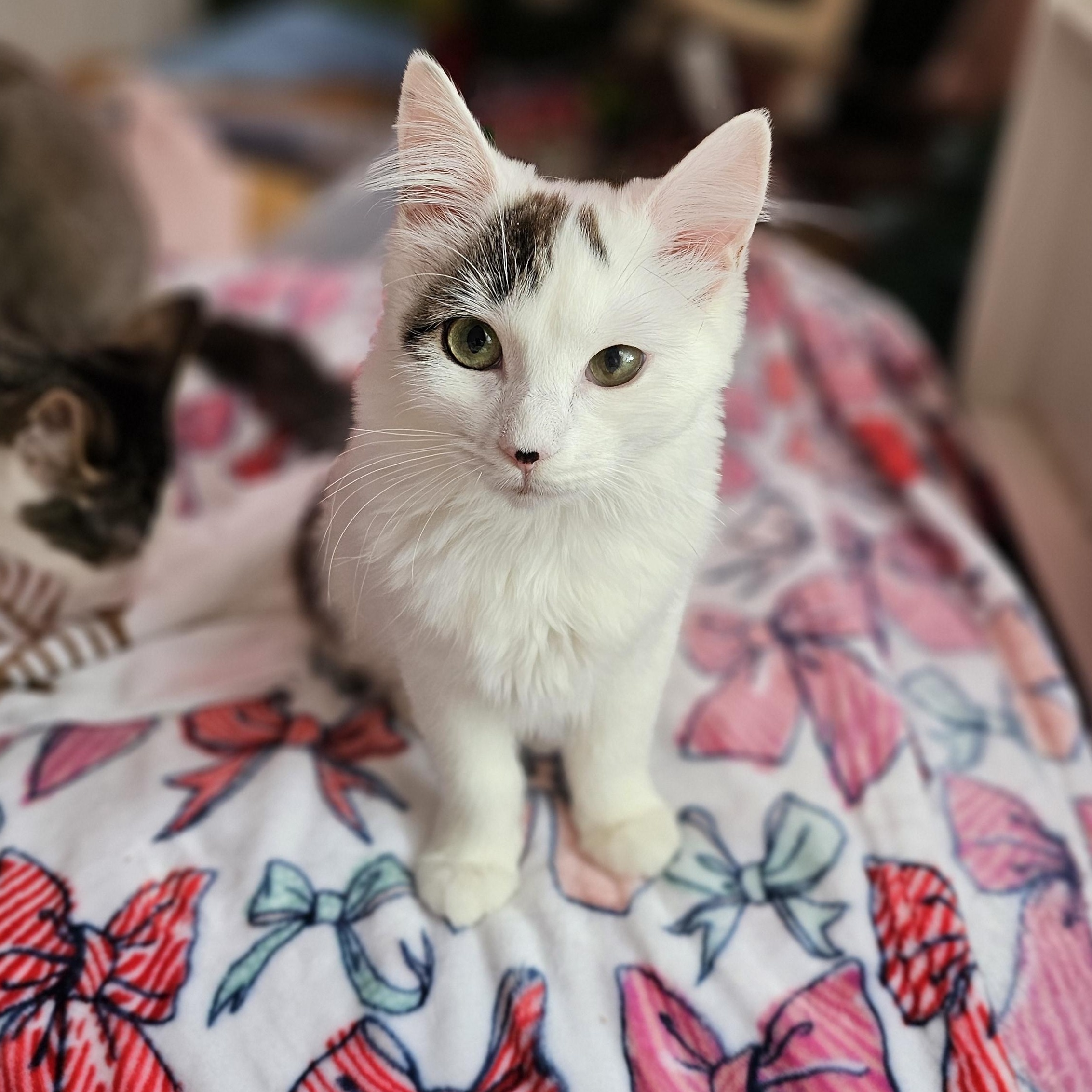 Enlarge Lady Bug, a ADOPTABLE Domestic Medium Hair in Philadelphia, PA image 1/4