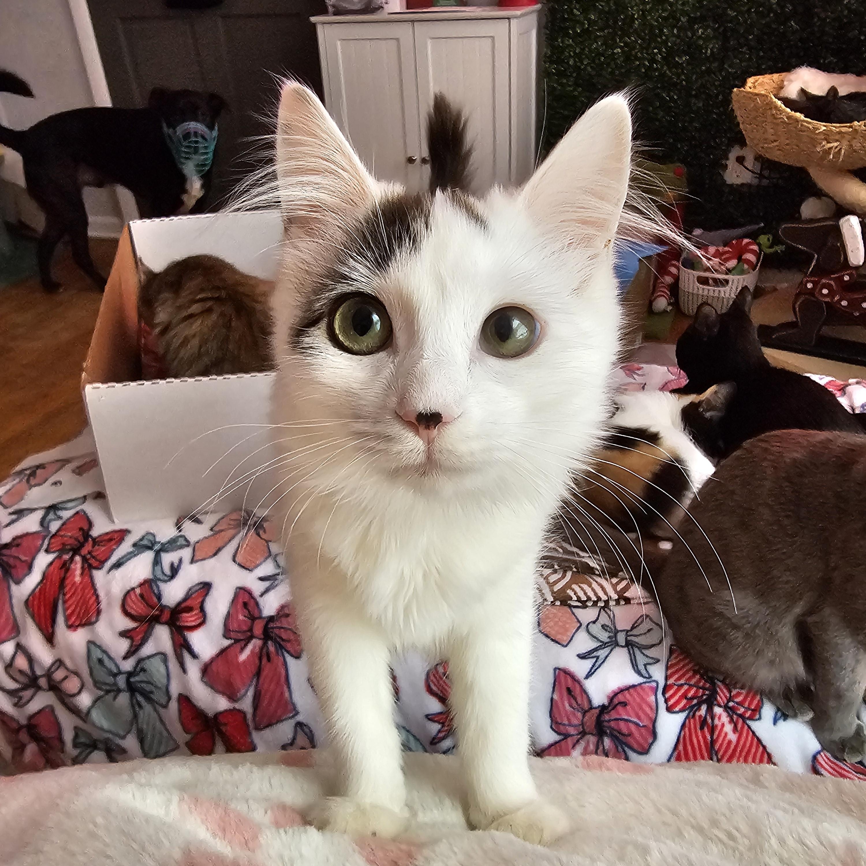 Enlarge Lady Bug, a ADOPTABLE Domestic Medium Hair in Philadelphia, PA image 2/4