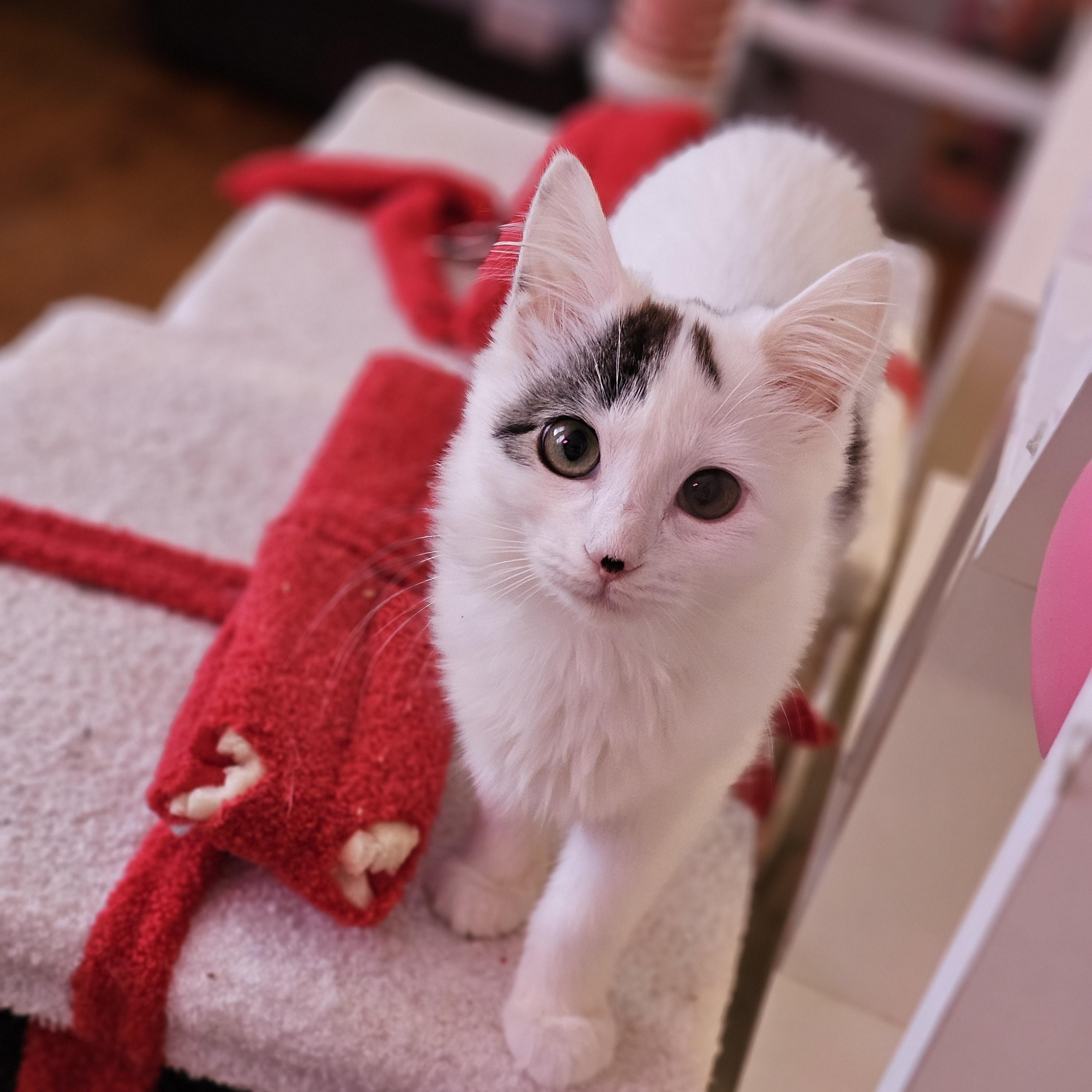 Enlarge Lady Bug, a ADOPTABLE Domestic Medium Hair in Philadelphia, PA image 3/4