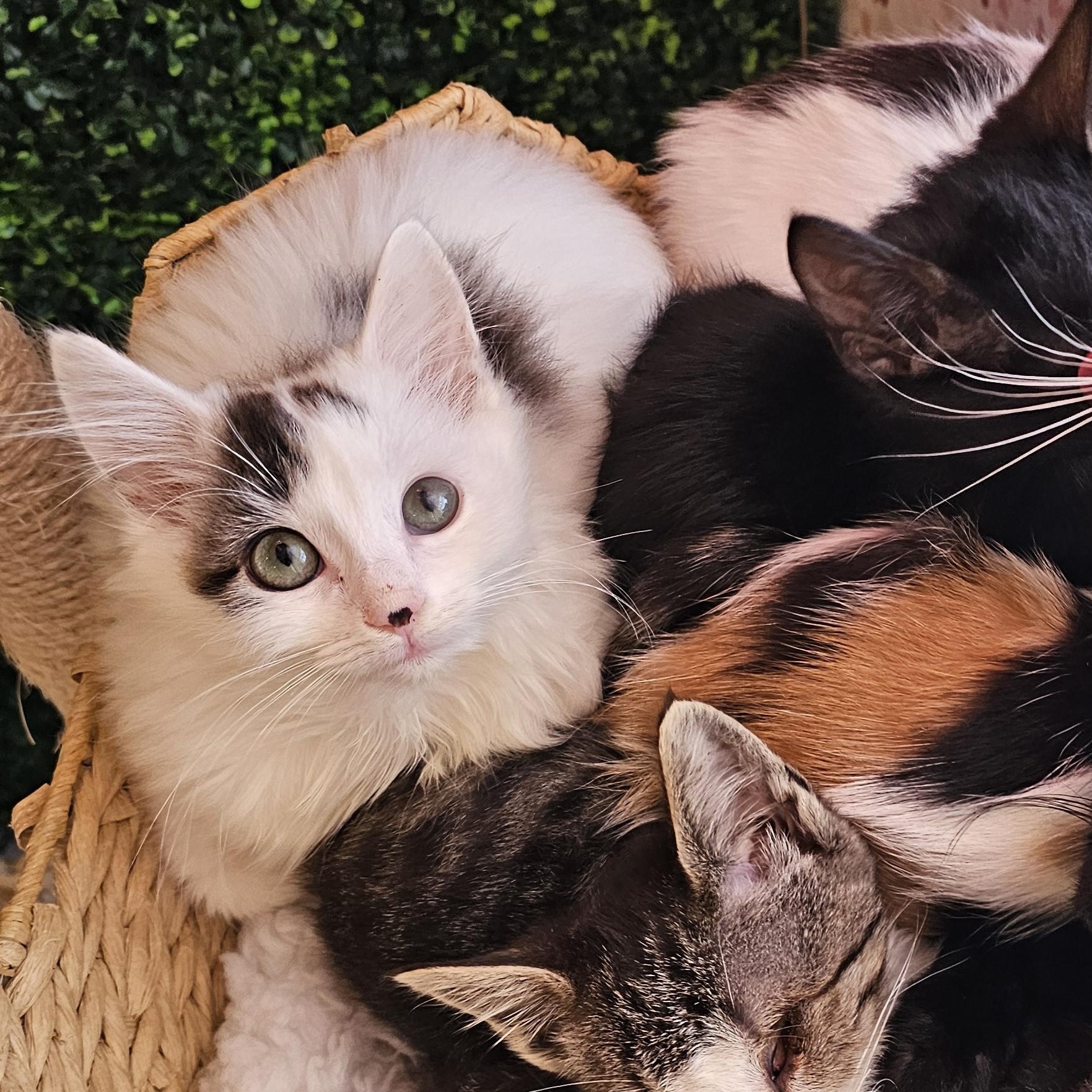 Enlarge Lady Bug, a ADOPTABLE Domestic Medium Hair in Philadelphia, PA image 4/4