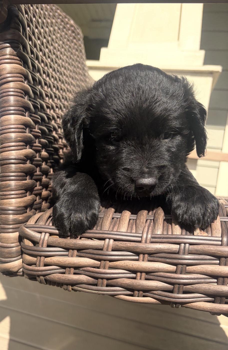 Milo, an adopted mixed breed in Yorkville, IL image 1/3