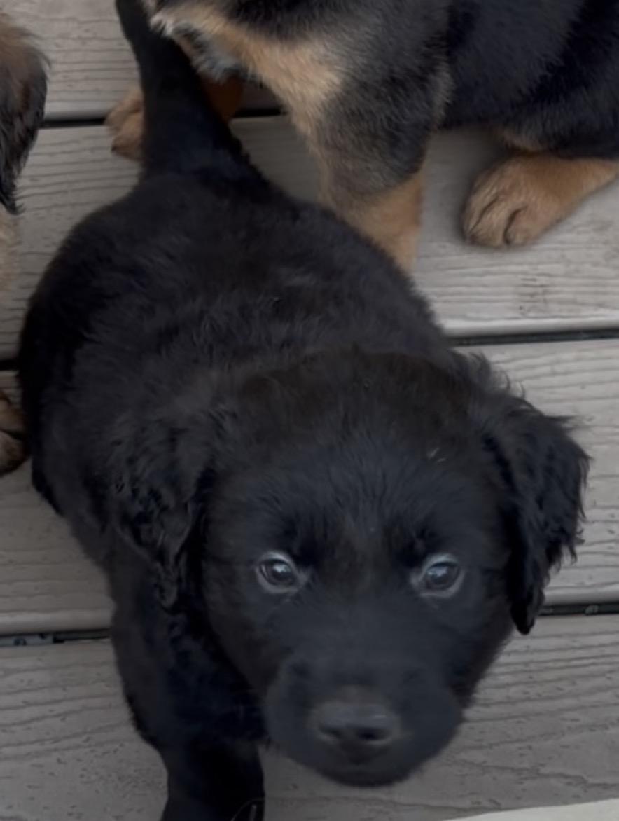 Milo, an adopted mixed breed in Yorkville, IL image 3/3