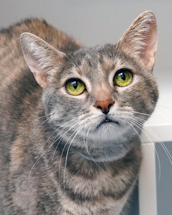 Enlarge Katzi, a Adoptable mixed breed in Novato, CA image 2/2