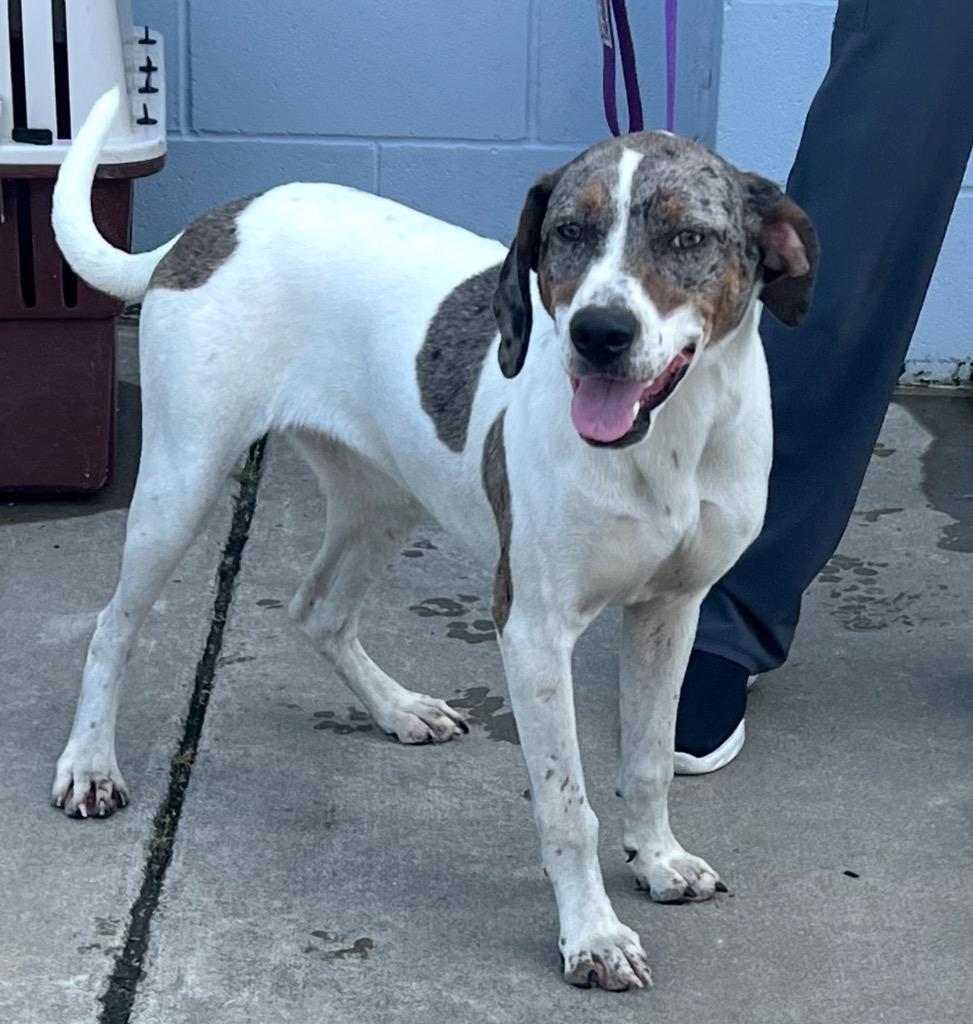 Thalia, Adoptable, Young Female German Shorthaired Pointer & Catahoula Leopard Dog.