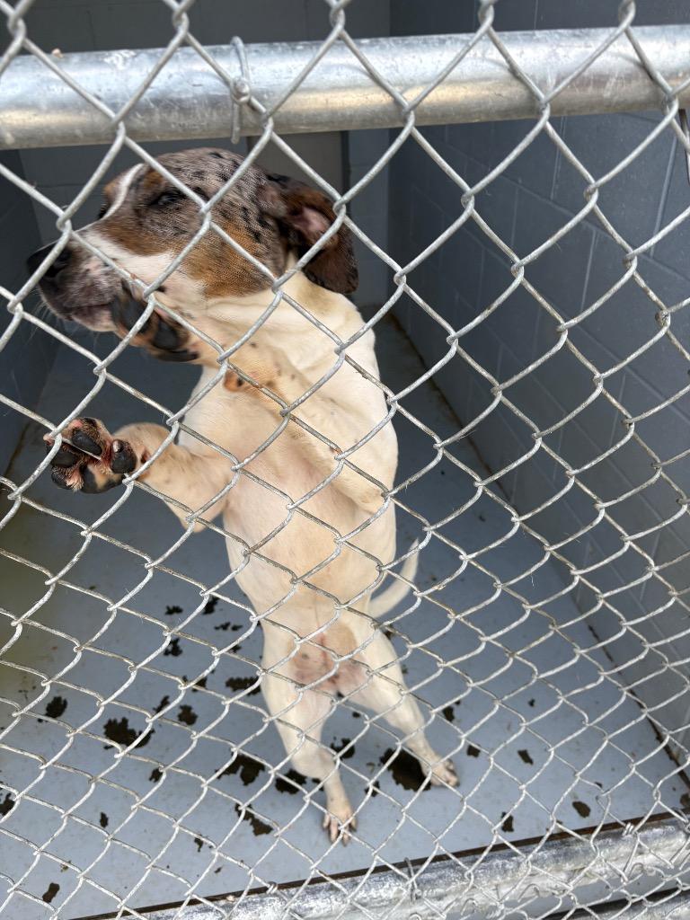 Enlarge Thalia, a Adoptable mixed breed in Greenwood, MS image 2/2