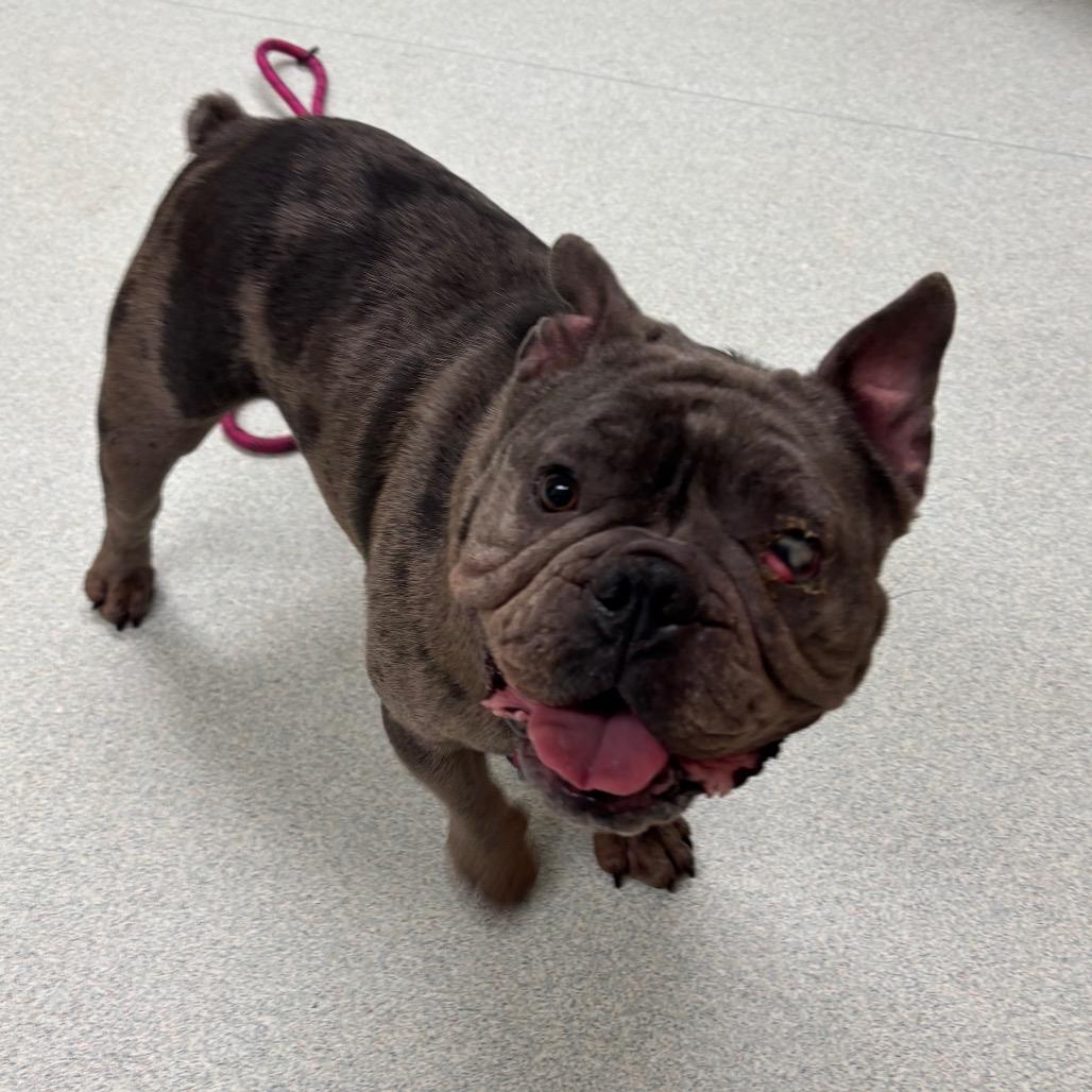 Chloe-In foster photo