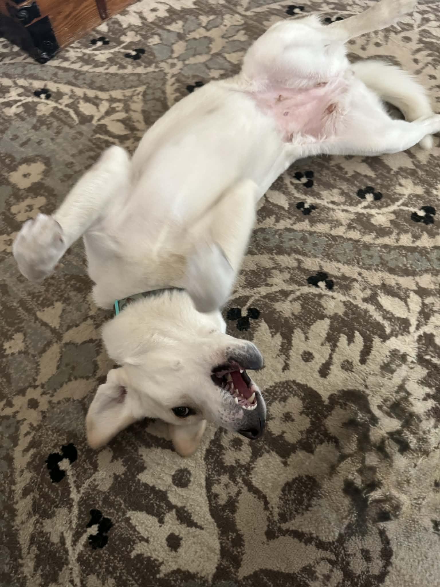 Enlarge Schatzi, a ADOPTABLE mixed breed in Temple, TX image 3/6