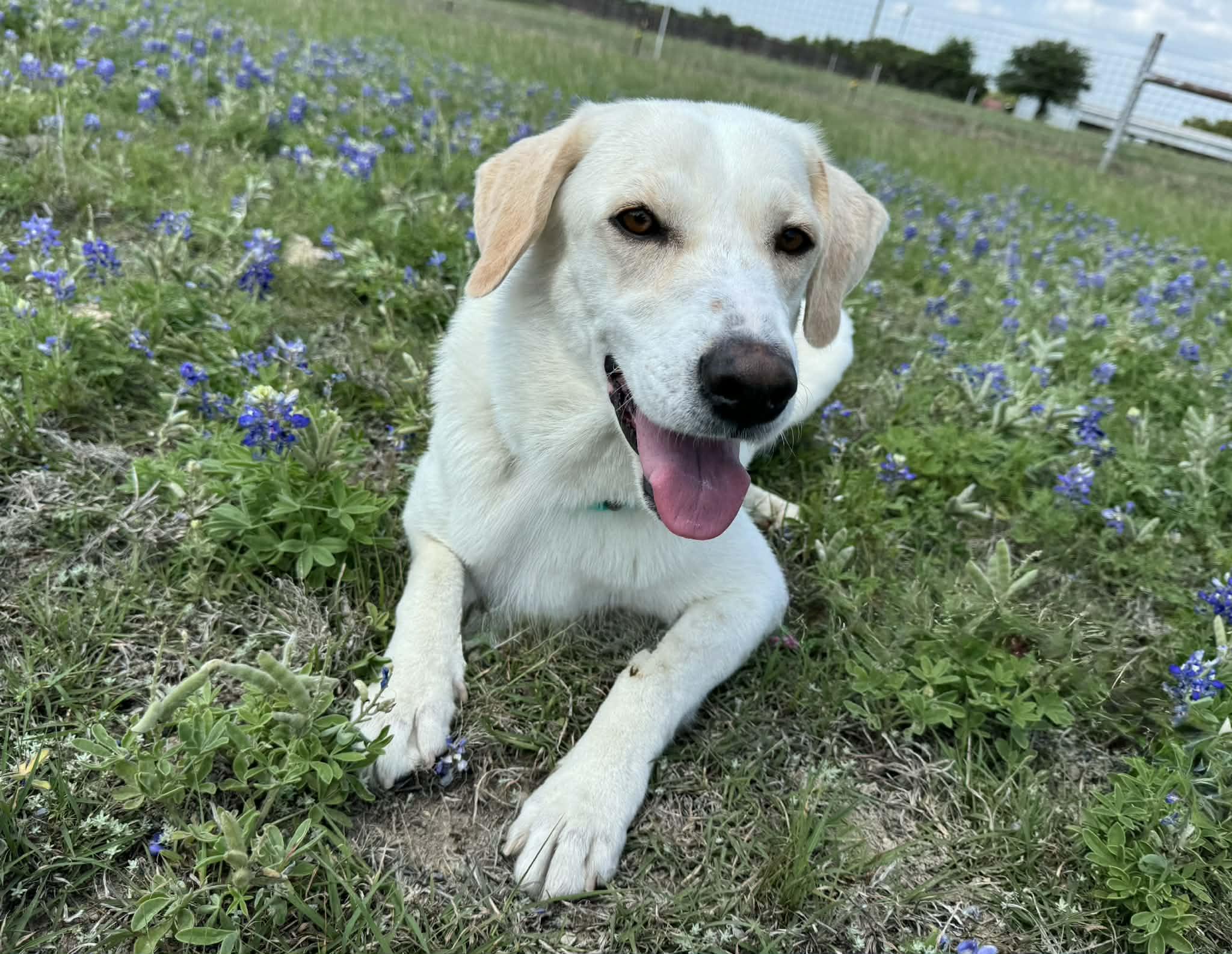 Enlarge Schatzi, a ADOPTABLE mixed breed in Temple, TX image 4/6