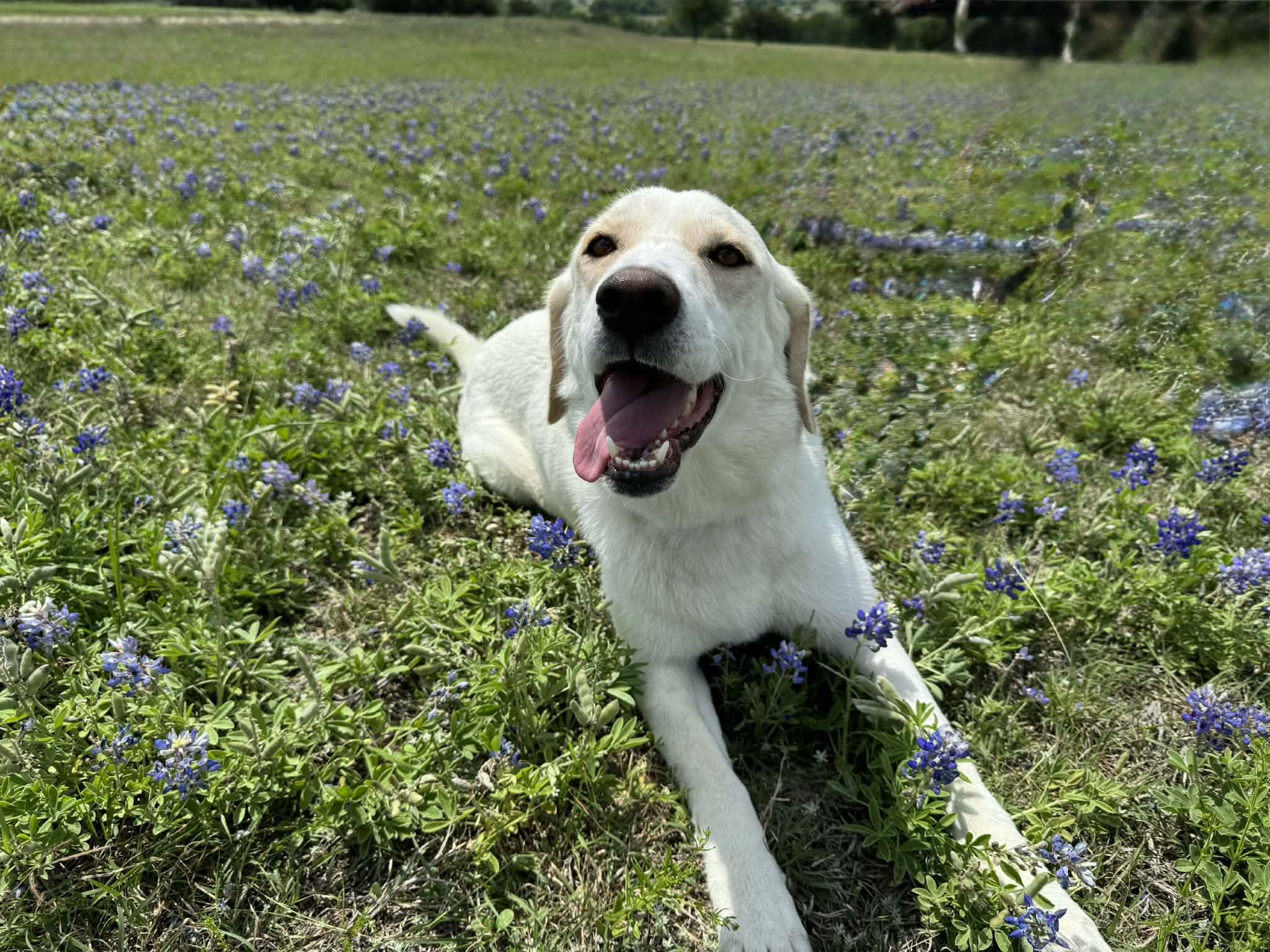 Enlarge Schatzi, a ADOPTABLE mixed breed in Temple, TX image 6/6