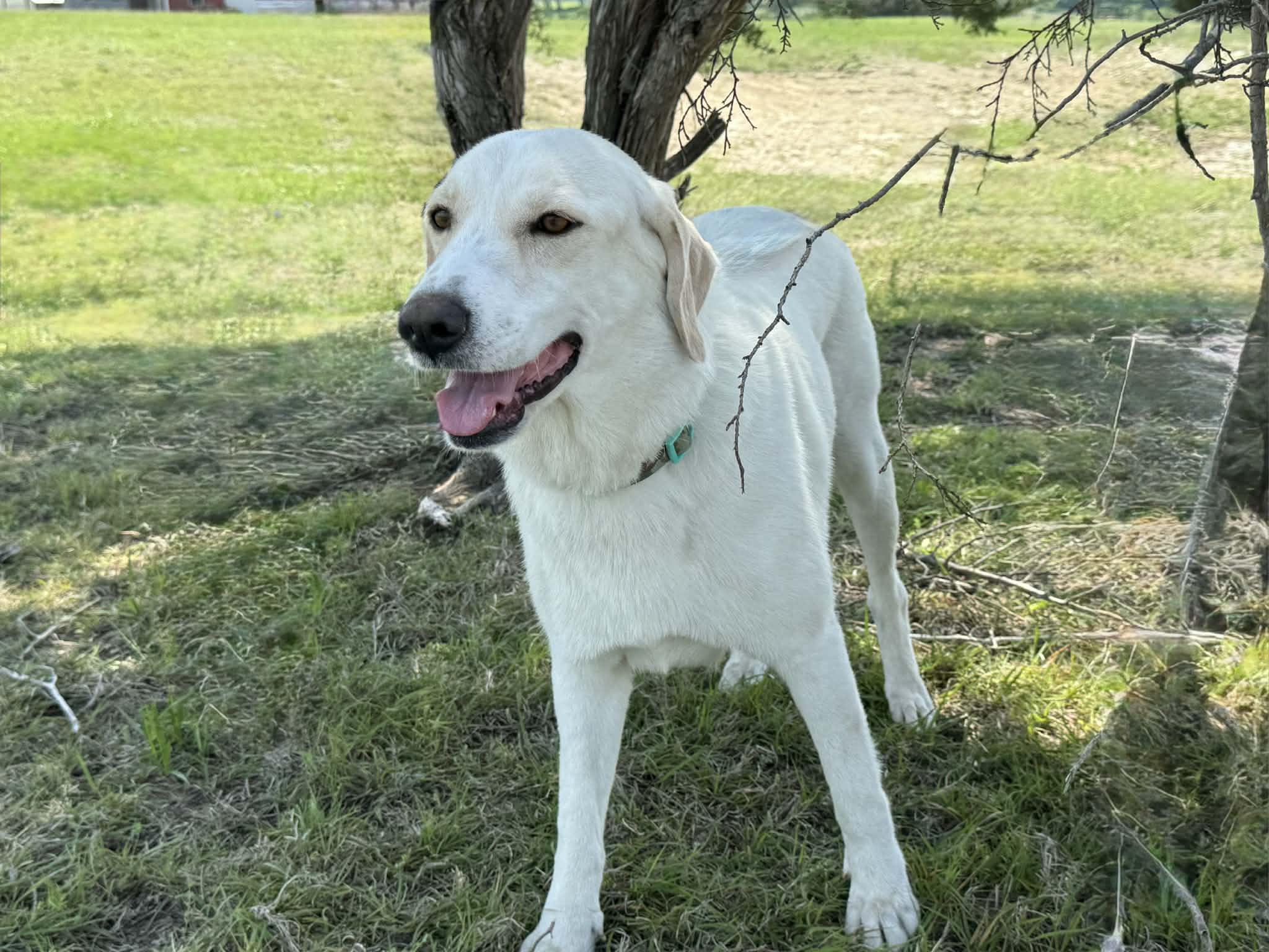 Enlarge Schatzi, a ADOPTABLE mixed breed in Temple, TX image 5/6