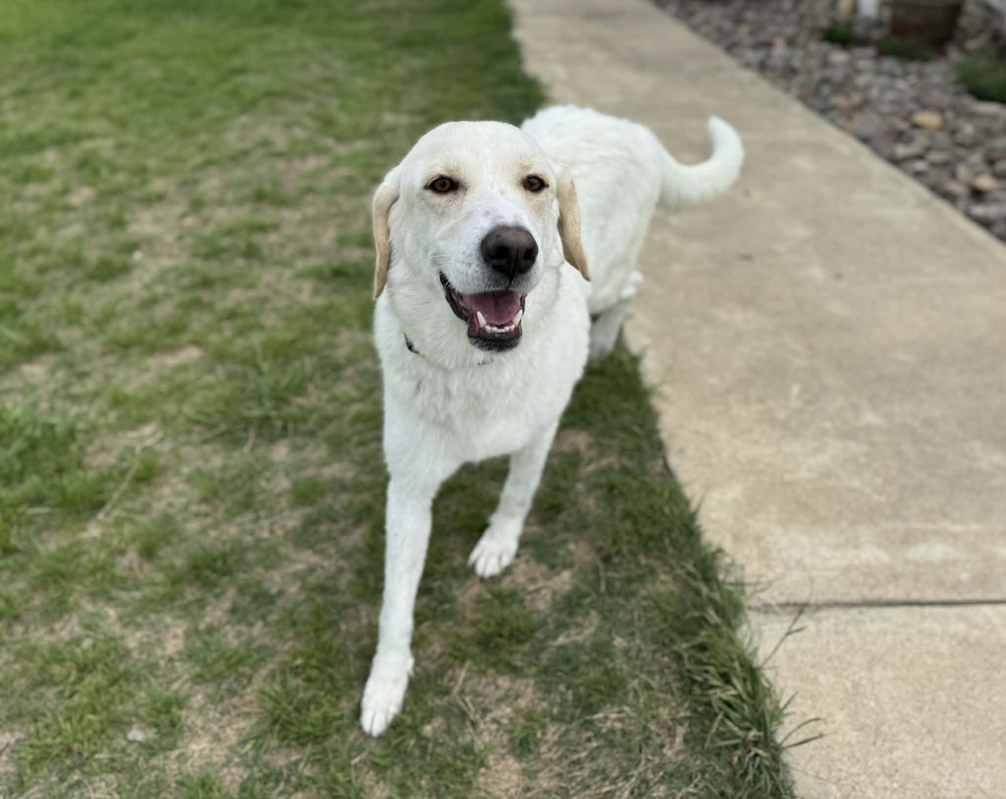 Enlarge Schatzi, a ADOPTABLE mixed breed in Temple, TX image 2/6