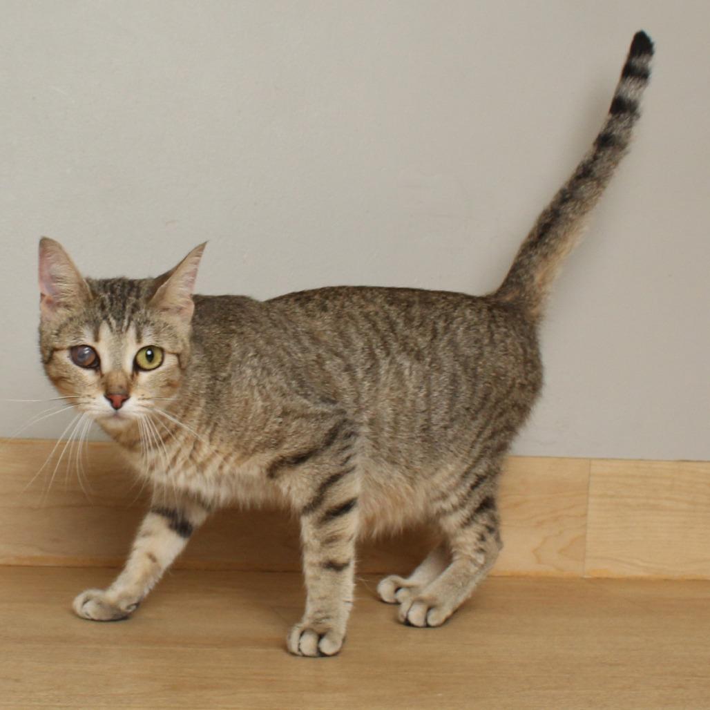 Remy C68093, Adoptable, Adult Female Domestic Short Hair.