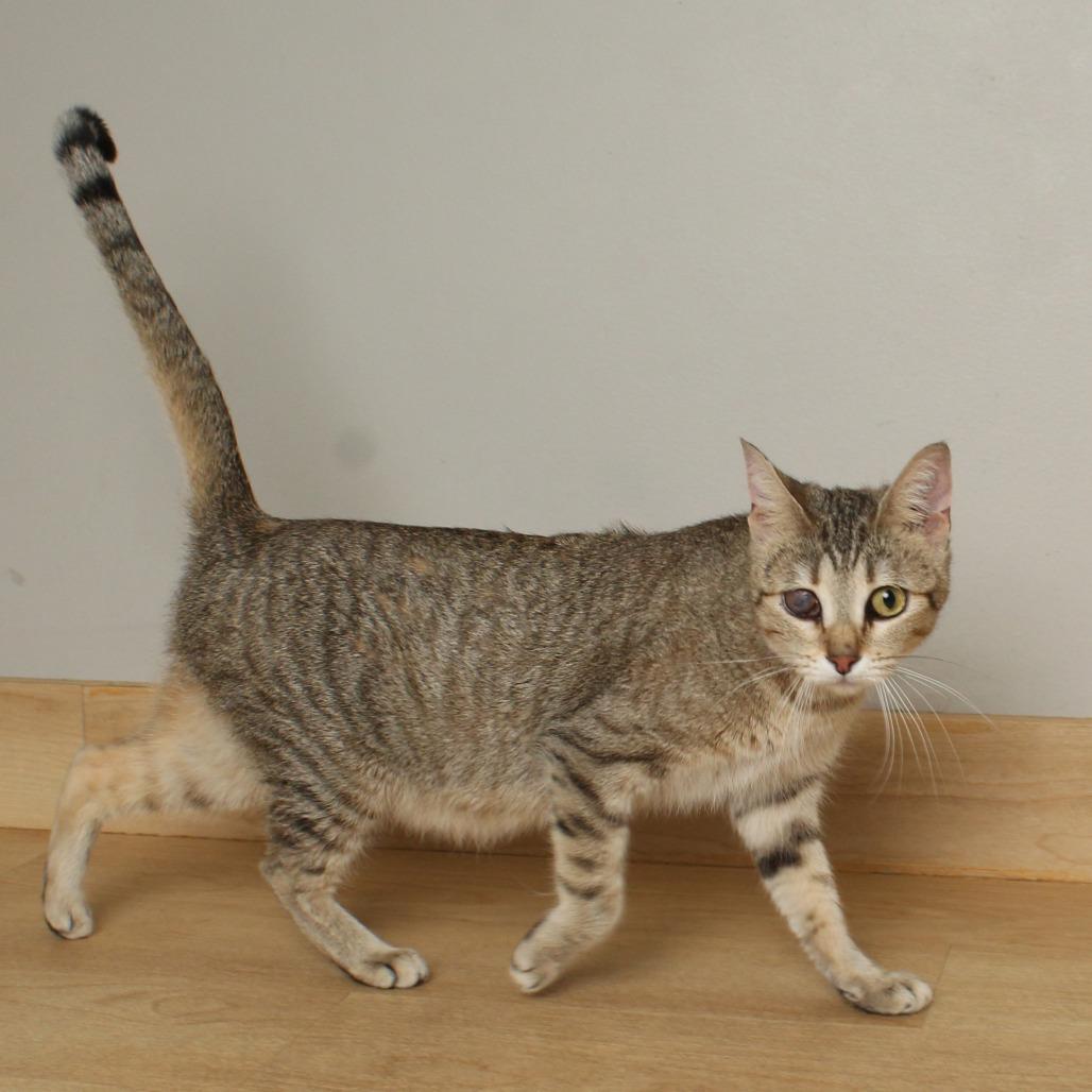 Remy C68093, a Adoptable Domestic Short Hair in Minnetonka, MN image 2/6