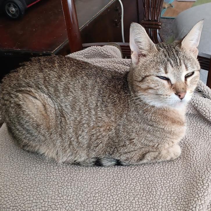 Remy C68093, a Adoptable Domestic Short Hair in Minnetonka, MN image 3/6