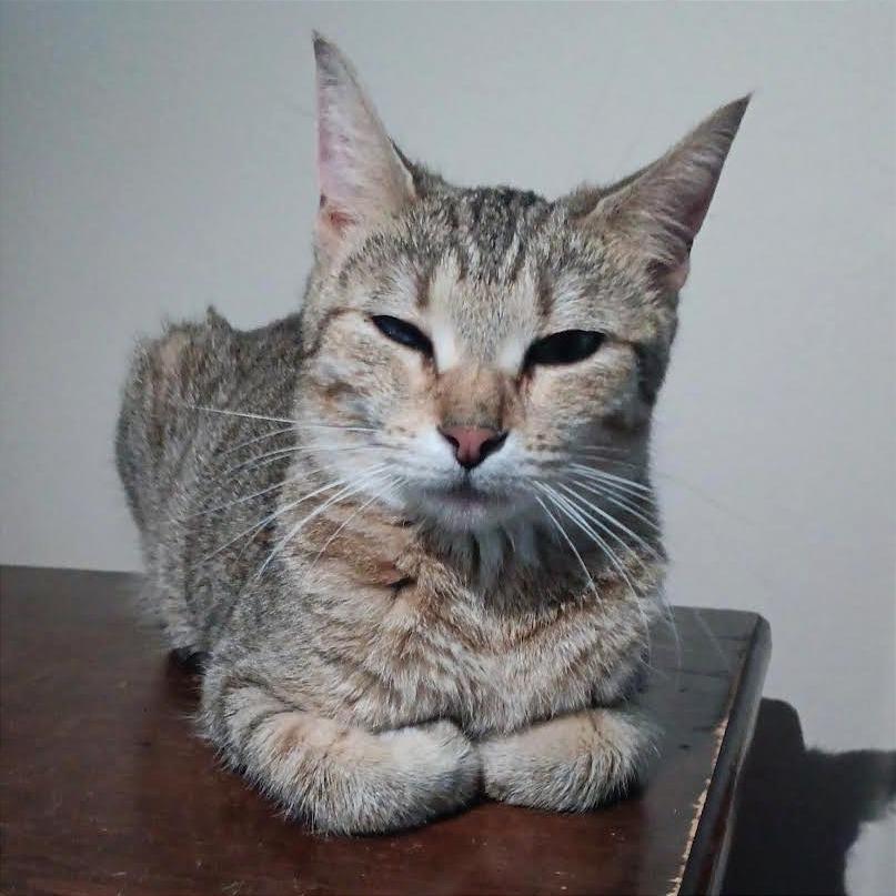 Remy C68093, a Adoptable Domestic Short Hair in Minnetonka, MN image 4/6