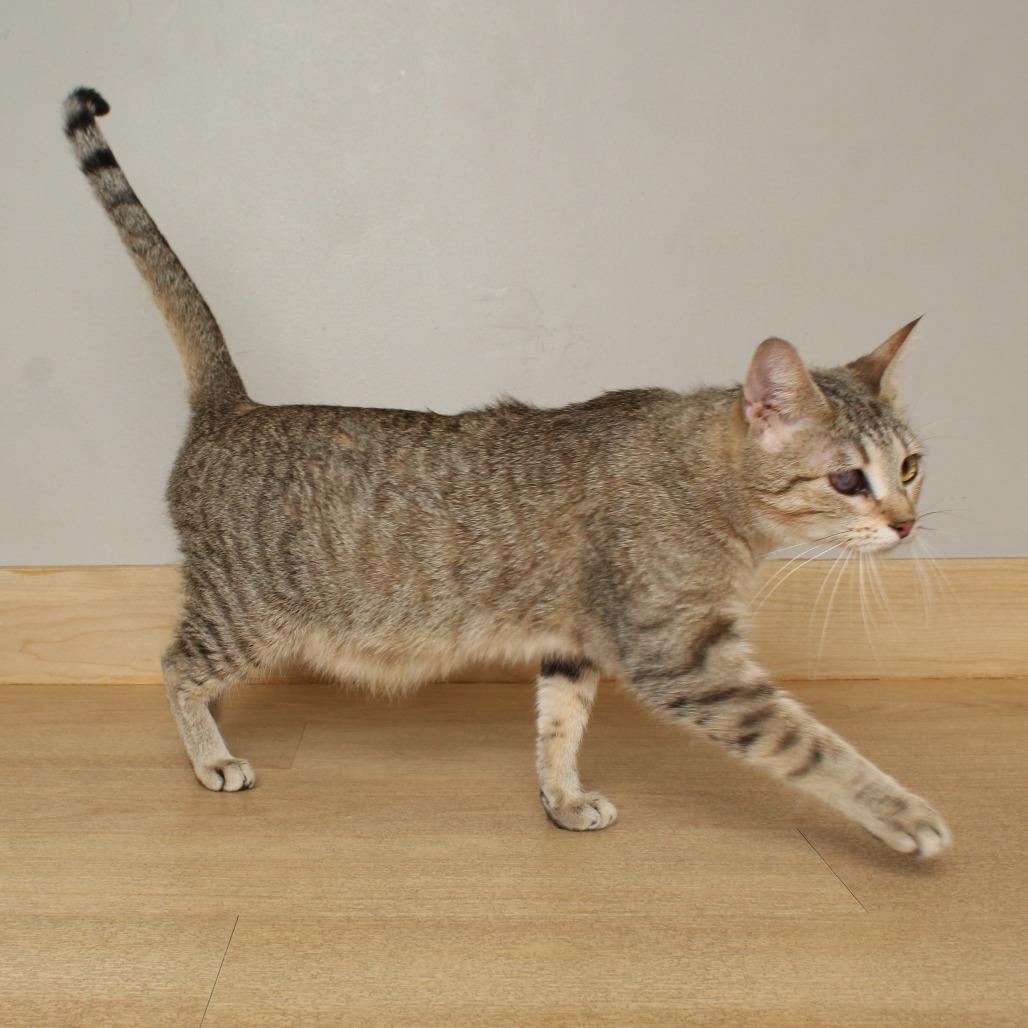 Remy C68093, a Adoptable Domestic Short Hair in Minnetonka, MN image 5/6